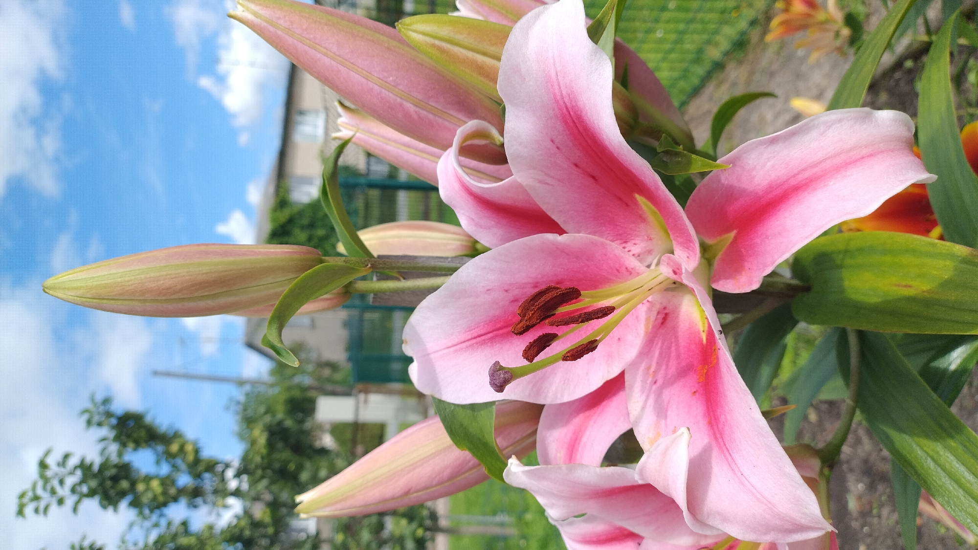 A close-up vertical photograph features several pink lily buds and one fully bloomed lily with a pink and white striped pattern. The lily's pistil is a deep purple, and the stamens are dark brown. The background consists of a blurred green lawn, a fence, trees, and a house, all under a bright blue sky with white clouds. The location is confirmed to be in Jelgava, Latvia.