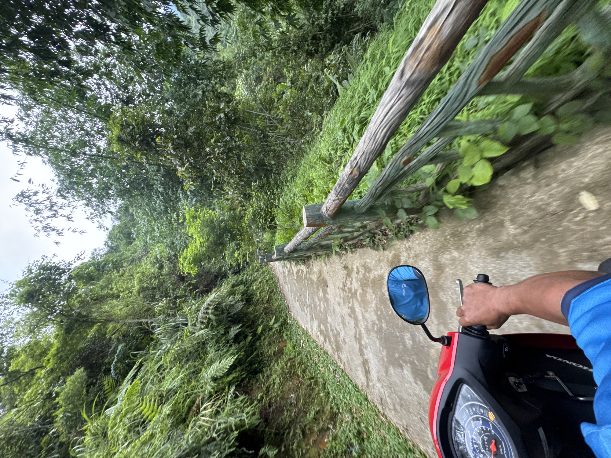 The image depicts a person's point-of-view riding a red scooter on a paved path in a lush, green environment. The path is curving to the left and is bordered by dense vegetation on the left and a wooden fence with green accents on the right. The scooter's handlebars, a hand gripping the right handlebar, and a portion of the instrument panel are visible in the foreground. A blue rearview mirror reflects the rider's blue shirt. The surrounding vegetation is rich with various shades of green, including ferns and trees, suggesting a tropical or subtropical climate. The sky is overcast. The scene is consistent with the natural landscapes found in areas like Pù Luông Commune, Vietnam, known for its rice terraces, mountains, and forests.