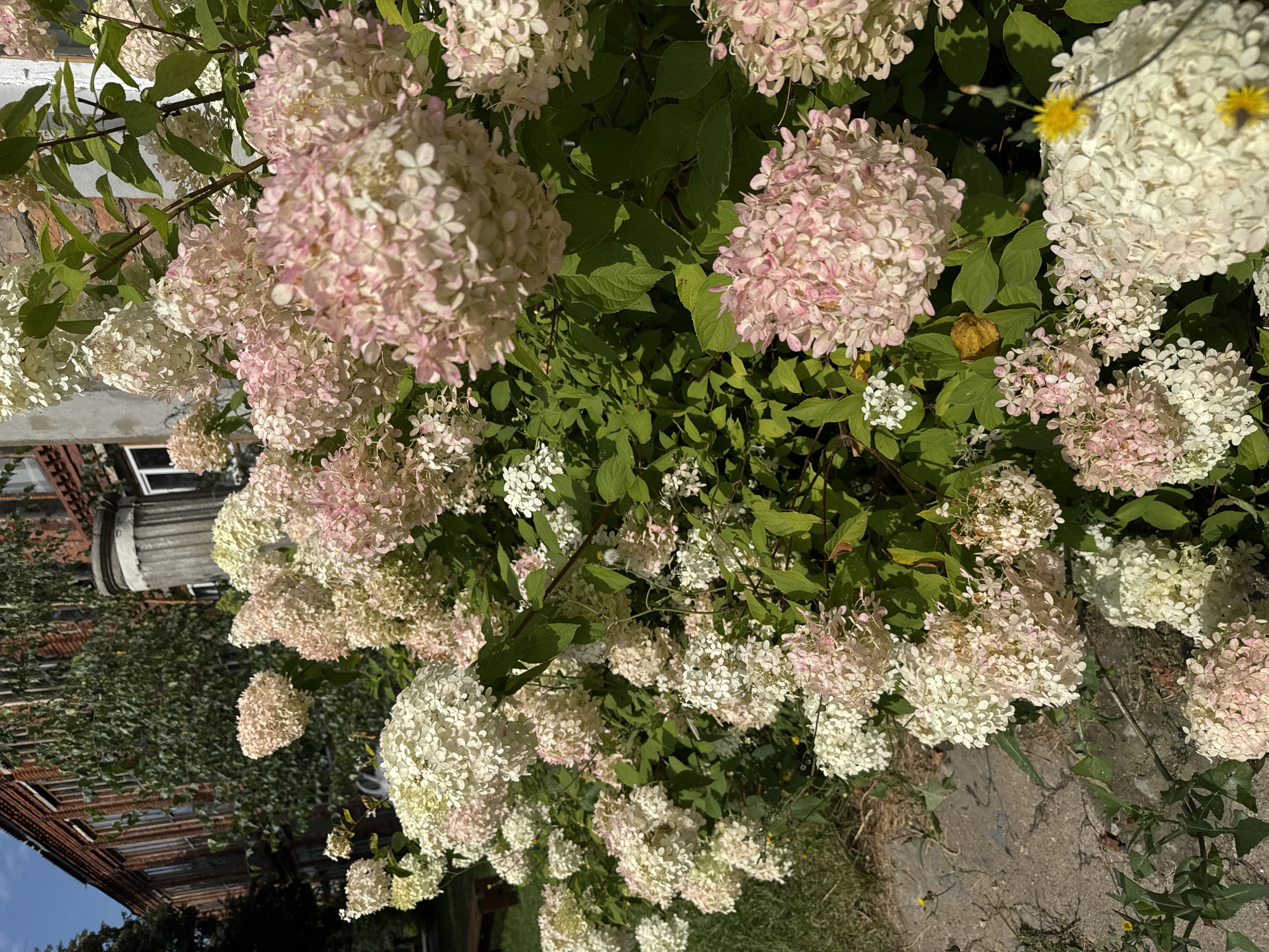 A cluster of pale pink and white hydrangeas blooms profusely in the foreground of the image. The flowers are densely packed, forming large conical clusters. Behind the flowers, a brick building with numerous windows is visible, partially obscured by trees with green foliage. The building appears old, with some signs of wear. To the left of the building, a tall, slender tree with light-colored bark stands. The ground in the foreground is a mix of grass and a stone pathway. Sunlight illuminates the scene, casting shadows from the leaves and flowers. The overall impression is of a garden area adjacent to an older urban structure.
