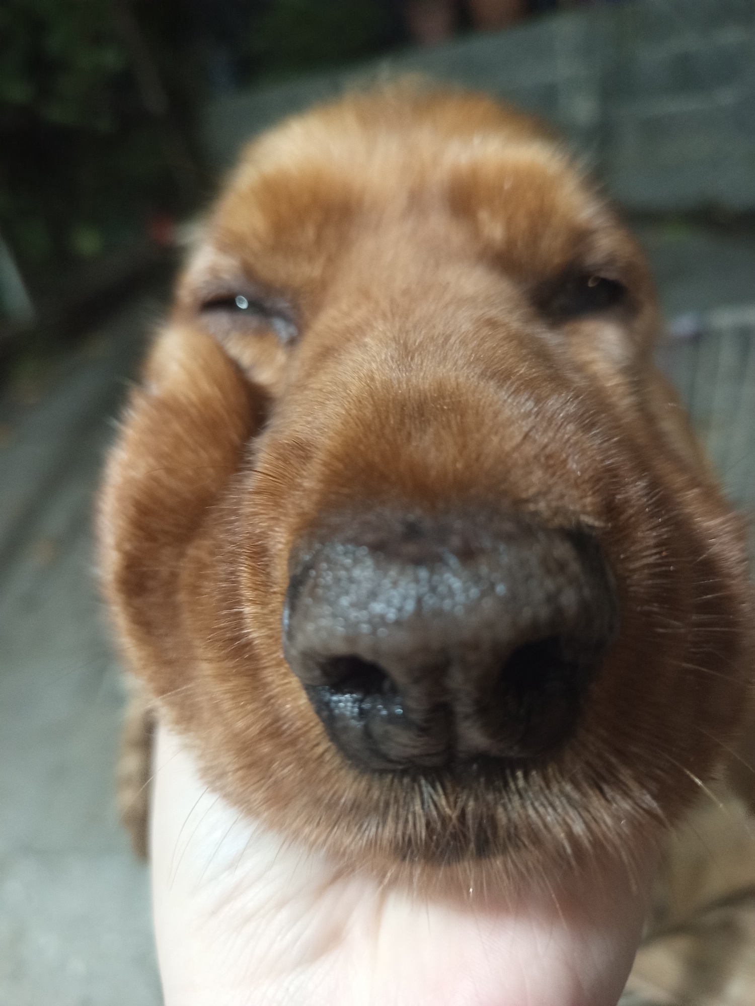 The image is a close-up, low-angle, outdoor, slightly blurry photograph of a light brown dog's face being held by a human hand. The dog's snout and nose are prominent, with its eyes partially closed and its cheeks appearing puffed out or squished by the hand. The background is dark and out of focus, with hints of green foliage and a grey, possibly paved, surface. There are no discernible landmarks or details that would place this image specifically in Khashuri, Georgia.