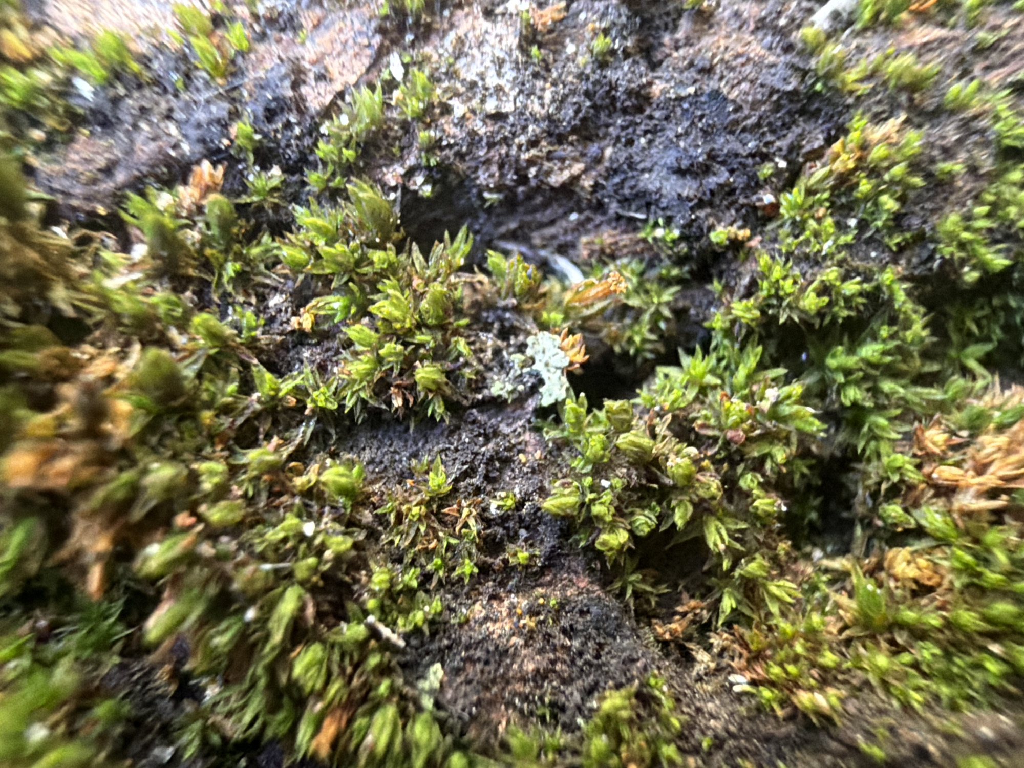 This is a close-up, high-angle shot of moss growing on a rough, textured surface, likely bark or stone. The moss is vibrant green and appears to be in various stages of growth, with some areas dense and lush, while others are sparser. The surface beneath the moss is dark brown and black, with visible textures and crevices. The image is sharply focused on the moss, with the background slightly blurred. The lighting appears natural, suggesting an outdoor environment. The exact location in Kramatorsk, Ukraine, is not discernible from the image alone, but the presence of moss suggests a natural or semi-natural setting within the city, possibly in a park, forest edge, or on an old structure. No people or animals are visible in the image.