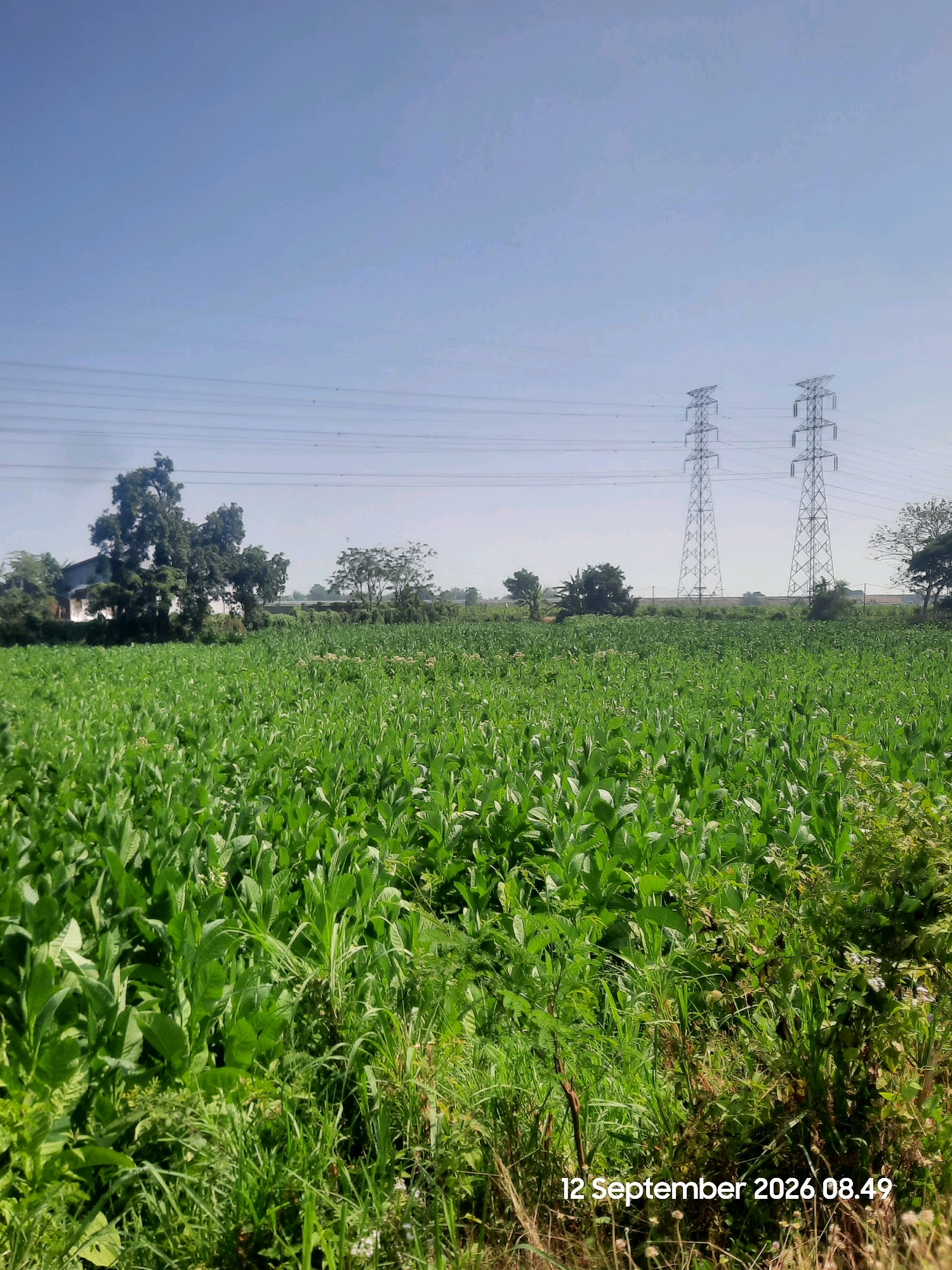 An outdoor, wide-angle, daytime photograph captures a lush green agricultural field, likely tobacco, under a clear blue sky. Two towering metal electricity pylons stand in the background, with power lines stretching across the horizon. A few scattered trees are visible, with one larger tree in the mid-ground to the left, partially obscuring a white building. The foreground is filled with dense, vibrant green vegetation, with some taller grasses and weeds on the right side of the frame. A timestamp "12 September 2026 08.49" is overlaid on the lower right corner of the image. The scene depicts an agricultural landscape with industrial infrastructure in Sumberkatimoho, Indonesia.