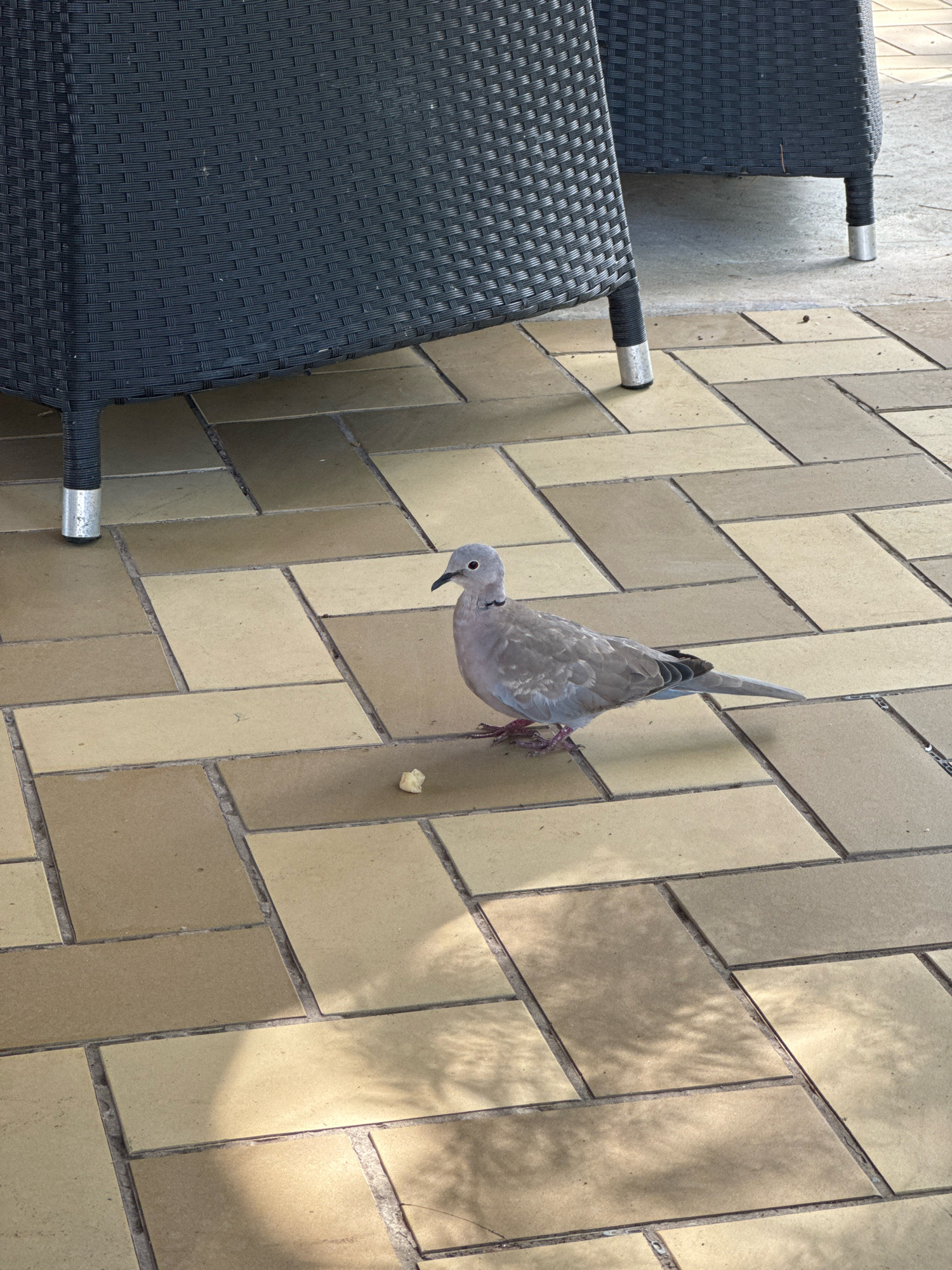 A Eurasian Collared-Dove is standing on a tiled patio in Isola delle Femmine, Italy. The dove is facing left and has a small piece of food in front of it. In the background, there is the leg of a black rattan chair with a silver cap. The patio tiles are rectangular and laid in a herringbone pattern, with alternating shades of tan and beige. Sunlight casts shadows of leaves and branches on the tiles.