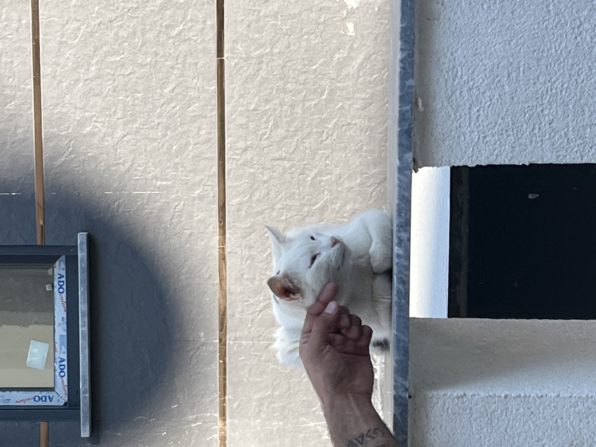 An outdoor scene in Alanya, Turkey, depicts a white domestic cat being petted by a human hand. The cat is positioned in a loafing posture on a dark gray, speckled stone or marble ledge. Its eyes are partially closed, indicating contentment. A human's left hand, with visible dark tattoos on the forearm, extends from the left frame, with an index finger gently touching the cat's left cheek. The background consists of a light gray, textured wall, possibly stucco or stone tiles, with a horizontal dark gray panel above it. A dark-framed window is visible in the upper background, featuring a white "ADO colors" sticker on its frame and reflecting ambient light. Below the ledge, a white, rough-textured wall section is partially visible, alongside a dark rectangular opening. The scene is brightly lit by natural light, casting subtle shadows.
