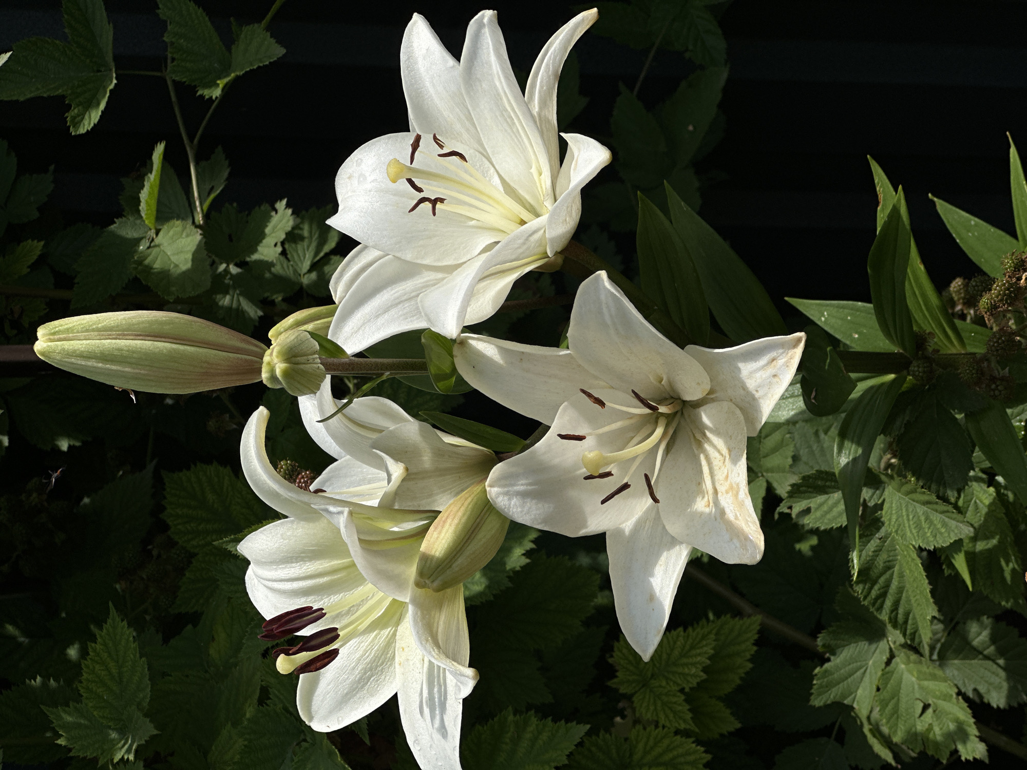 This is a close-up, eye-level, outdoor photograph featuring a cluster of white lilies against a dark, blurred background of green foliage. The scene is bathed in bright, natural sunlight, suggesting it is daytime, likely morning or afternoon, given the harsh shadows. The lighting highlights the delicate textures of the lily petals, the prominent stamens with their dark anthers, and the glossy green leaves. One large lily bloom is centered in the frame, with two other open blooms partially visible and a large, green bud on the left, hinting at ongoing growth and blooming. The setting appears to be a garden or natural landscape in Izobilnyy, Russia, characterized by lush greenery. The overall mood is serene and natural, emphasizing the beauty of the flowers. There is no visible text in the image.
