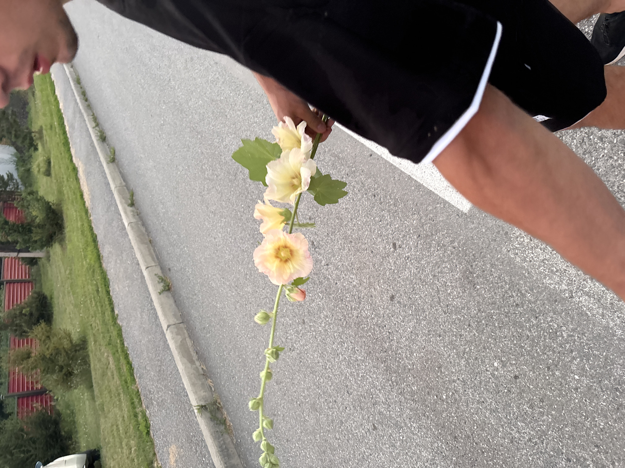 A person is holding a branch with light pink and yellow flowers and green leaves while walking on an asphalt road. The person is wearing a black t-shirt and black shorts with white trim. In the background, there is a grassy area with trees and a red fence. The scene appears to be in Vishnevka, Russia.