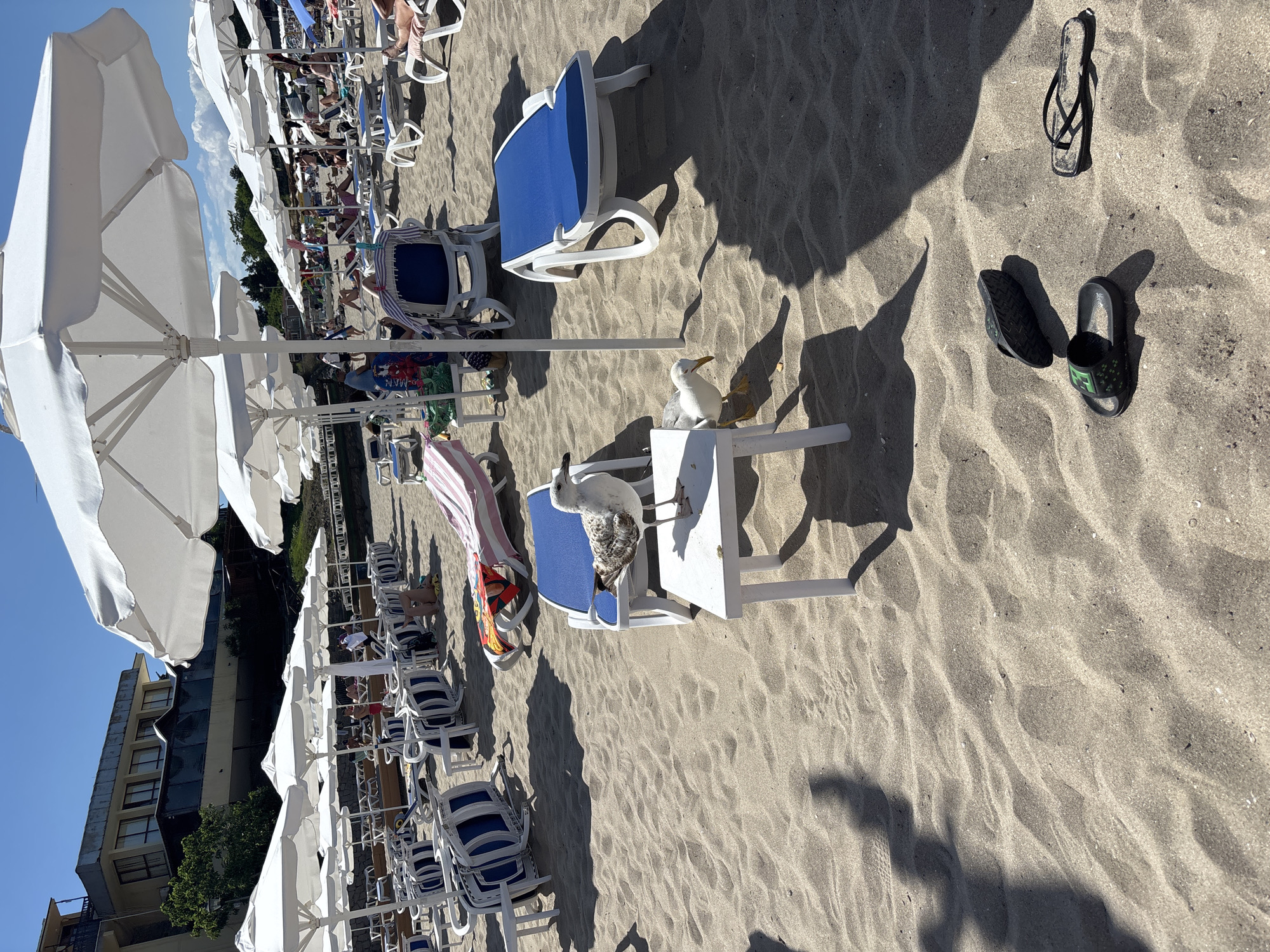 The image depicts a sunny day at a crowded beach resort. Numerous white umbrellas and lounge chairs are set up on the sandy shore. In the foreground, two seagulls are present, one standing on a small white table and the other foraging on the sand. Several pairs of flip-flops are scattered on the sand. In the background, a multi-story building, likely a hotel, is visible behind the beach umbrellas. The sky is clear and blue, indicating fair weather.