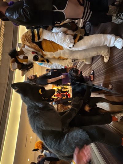 A vertical, low-angle shot depicts multiple individuals dressed in furry animal costumes indoors. From bottom to top, there's a person in a gray wolf costume with yellow eyes, another one wearing an orange and black full fursuit, and a third in a white and orange fursuit. A man with a beard and a black t-shirt stands among them, and a black dog is on a leash.
The setting is a carpeted floor with a brown and beige patterned design. In the background, there are other people and what appears to be a hallway or corridor. The scene is most likely a gathering of furries at a convention or event, possibly in a hotel in Atlanta, United States.