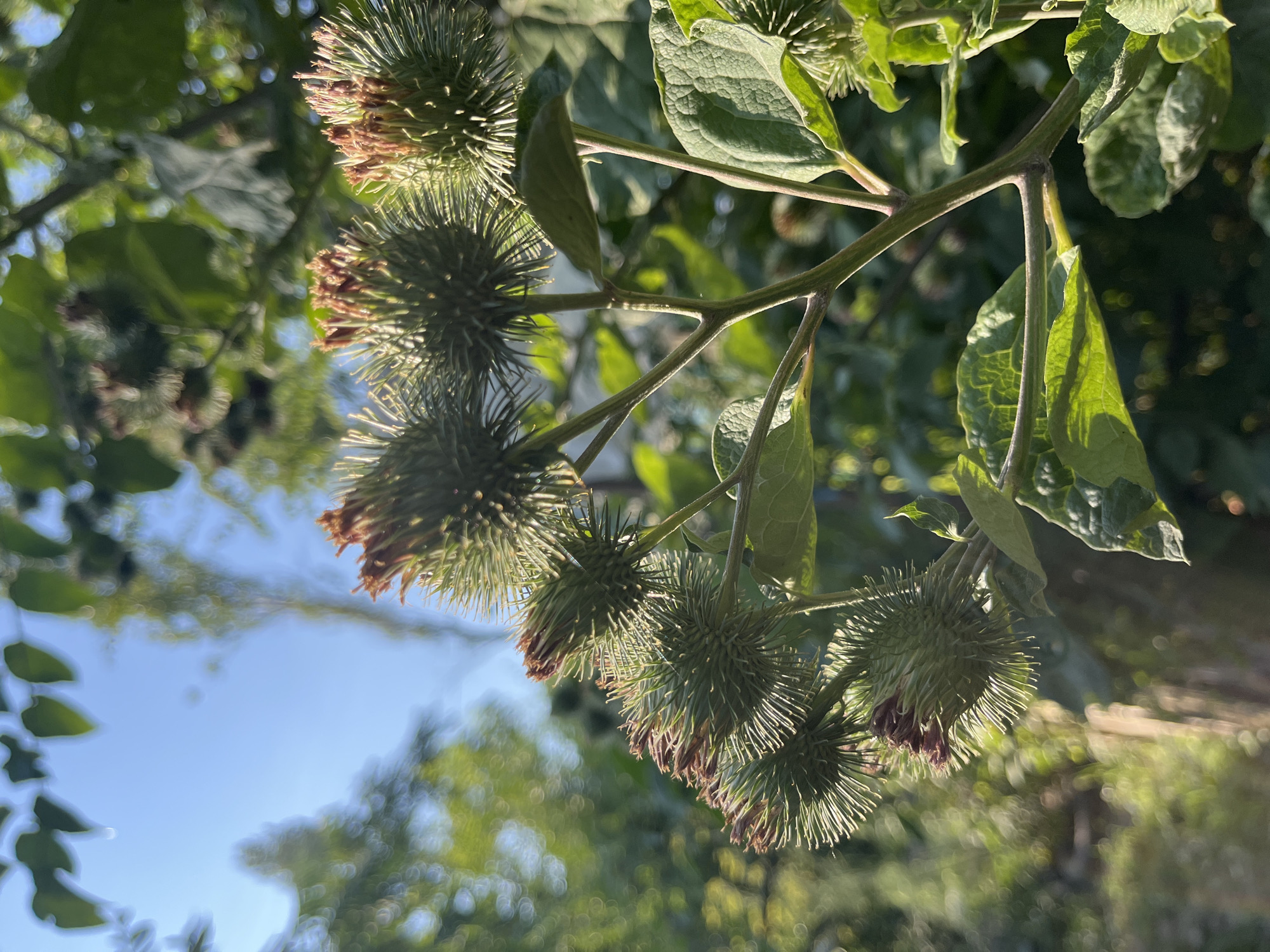 A cluster of burdock seed heads on a stem is in sharp focus in the foreground, with their spiky exteriors catching the sunlight. The burdock plant is situated outdoors, possibly in a park or natural area within Mailuu-Suu City, Kyrgyzstan, given the presence of trees and a bright blue sky in the background. The surrounding environment is lush and green, with out-of-focus foliage and sunlight filtering through, creating a soft bokeh effect. There are no people or animals visible in the image. The lighting suggests it is daytime, likely morning or late afternoon due to the angle of the sun.