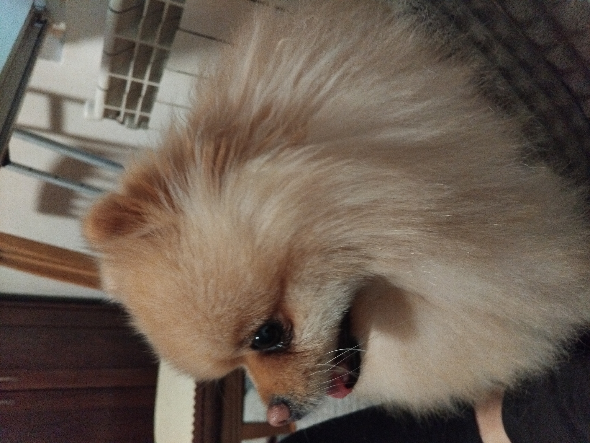 The image shows a close-up, profile view of a Pomeranian dog. The dog is light brown with fluffy fur. Its mouth is slightly open, showing a pink tongue. The dog's right eye is visible, appearing dark and round. The background is out of focus, but suggests an indoor setting with wooden furniture and a radiator. No specific location in Apriltsi, Bulgaria is discernible from the image.