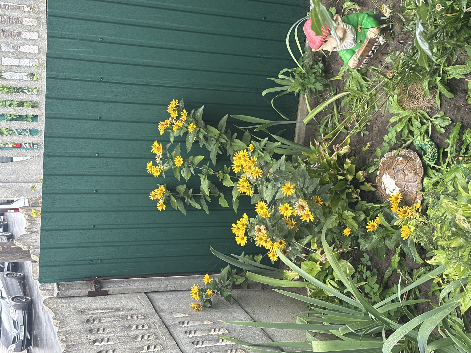 In Khmilnyk, Ukraine, a garden scene unfolds. A tall, dark green corrugated metal fence dominates the background, with a weathered concrete fence on the left. In the foreground, a patch of dark soil is covered with lush green foliage and blooming yellow flowers. A small garden gnome with a red hat and green jacket stands to the right, holding a "Welcome" sign. Near the gnome, a decorative turtle shell sits on the ground, and a green ceramic alligator is partially visible. Several tall, spiky green leaves extend from the left side of the frame. In the upper left corner, a portion of a street is visible with a gray car driving on a wet road.