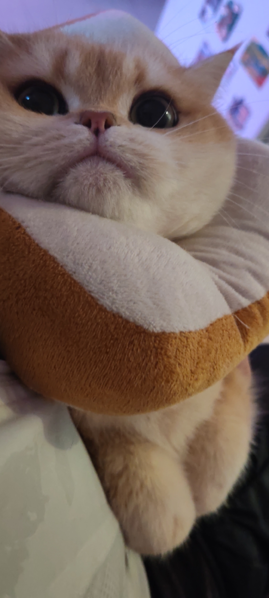 This is a close-up, vertical, low-angle, indoor shot of a light orange and white cat. The cat has large, dark eyes and a pink nose. It appears to be wearing a plush toy, possibly a cat bed, that resembles a slice of bread with a crust. The toy is light brown on the outside and white on the inside. The cat is positioned in the lower half of the frame, with its head tilted upwards. The background is out of focus and appears to be a dark surface, possibly furniture or a blanket. There is a hint of a light purple hue in the upper right corner, which might be from lighting or a background object. There are no visible elements that would indicate a specific location within the city of Kaluga, Russia.