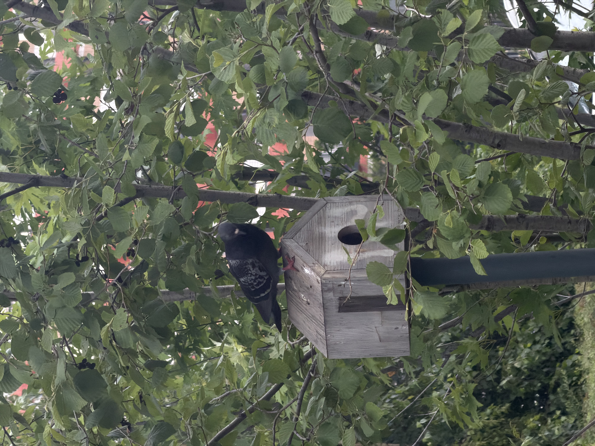 A dark gray pigeon with white markings on its wings stands on top of a weathered wooden birdhouse. The birdhouse is mounted on a dark gray pole and is situated among the branches of a leafy tree. The background shows more foliage and hints of buildings with red accents. The scene appears to be outdoors in a natural setting within a city.