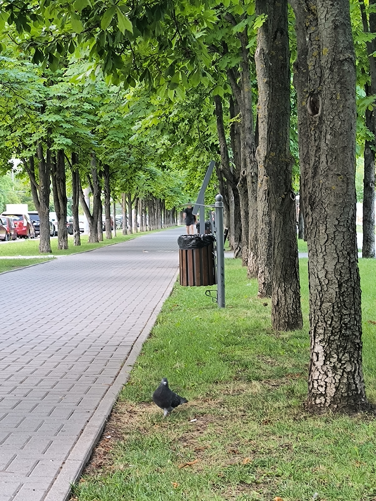 The image depicts a picturesque tree-lined pathway in Chișinău, Moldova. The pathway itself is paved with light gray rectangular bricks, creating a neat and orderly visual. To the right of the path, a lush green lawn is dotted with trees that have rough, textured bark. The trees are tall and their branches are covered in vibrant green leaves, suggesting a warm and pleasant day, likely in late spring or summer. Sunlight filters through the leaves, casting dappled shadows on the ground.
In the foreground, on the grassy area near the path, a single pigeon stands, looking towards the camera. Further down the path, a trash bin with a wooden exterior and a black liner is visible, next to a grey pole. Behind the trash bin, two individuals are walking away from the camera, one wearing dark clothing and the other a lighter colored top. In the background, beyond the trees, a line of parked cars can be seen, with some red cars being the most prominent. The setting appears to be a public park or a well-maintained urban green space. The overall mood of the image is serene and tranquil, emphasizing the natural beauty of the location juxtaposed with urban elements. No discernible text is visible in the image.