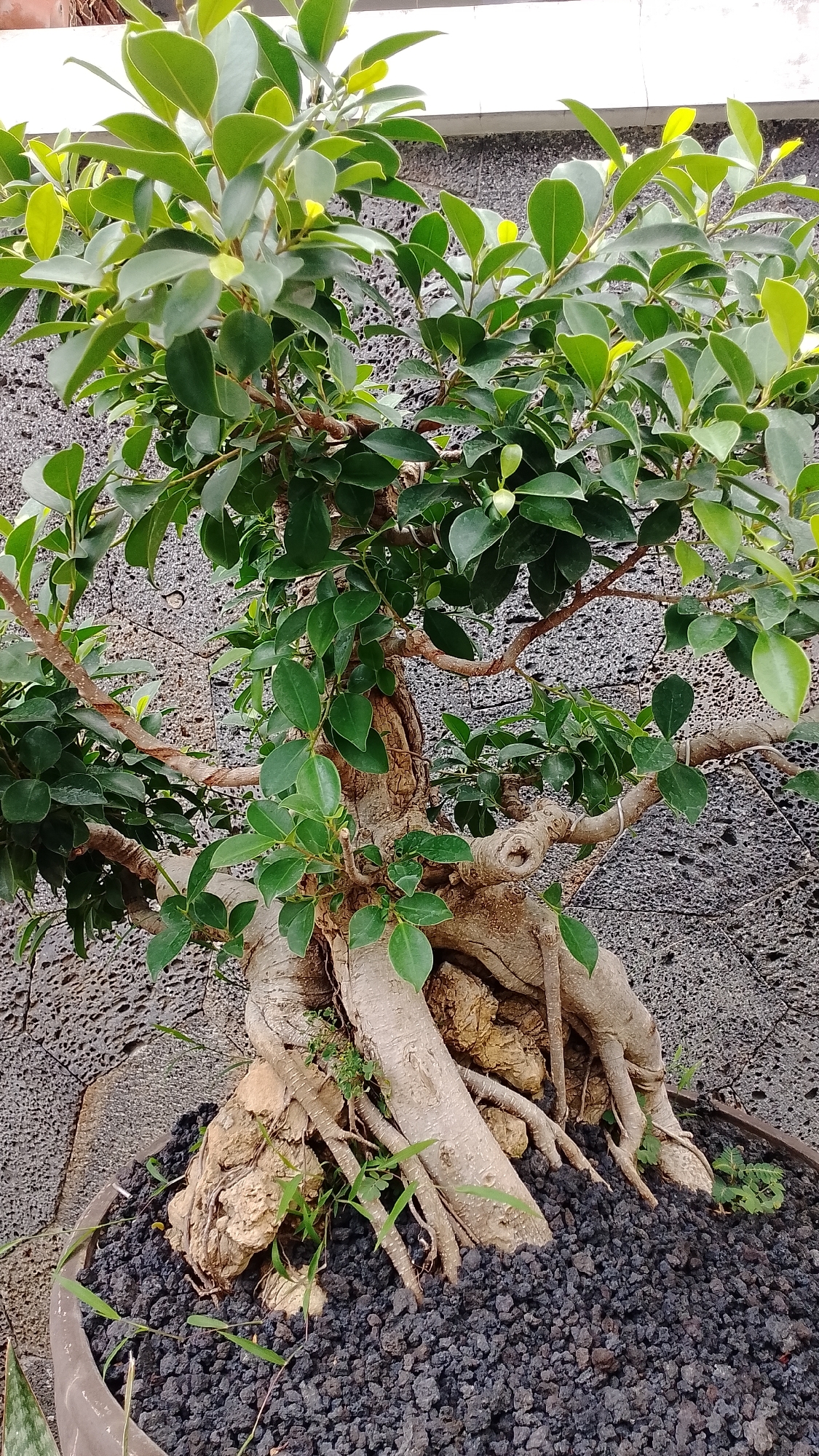 A close-up, vertical, eye-level shot shows a bonsai tree with a thick, gnarled trunk and exposed, tangled roots. The trunk and roots are light brown and textured. The tree has lush, green leaves, some of which are lighter green, indicating new growth. The bonsai is planted in a dark, rocky substrate, possibly lava rocks, in a planter that is partially visible at the bottom. Behind the tree is a textured, dark gray wall with a subtle pattern. The lighting suggests it is daytime, likely outdoors. The image appears to be taken in Bojongsoang, Indonesia, though no specific landmarks are visible to confirm this location beyond the provided context. There are no people or animals present in the image.
