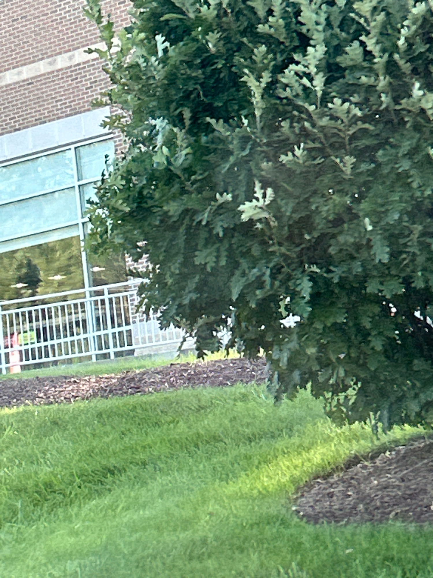 This image shows a tree with green leaves in front of a building with a brick facade and large windows. A white fence runs along the front of the building, and there is a grassy area in the foreground. The location is Mt. Lebanon, United States of America. There are no people or animals visible in the image. The scene appears to be an outdoor view of a public building, possibly a school or office complex. The lighting suggests it is daytime, and the greenery indicates a temperate climate.