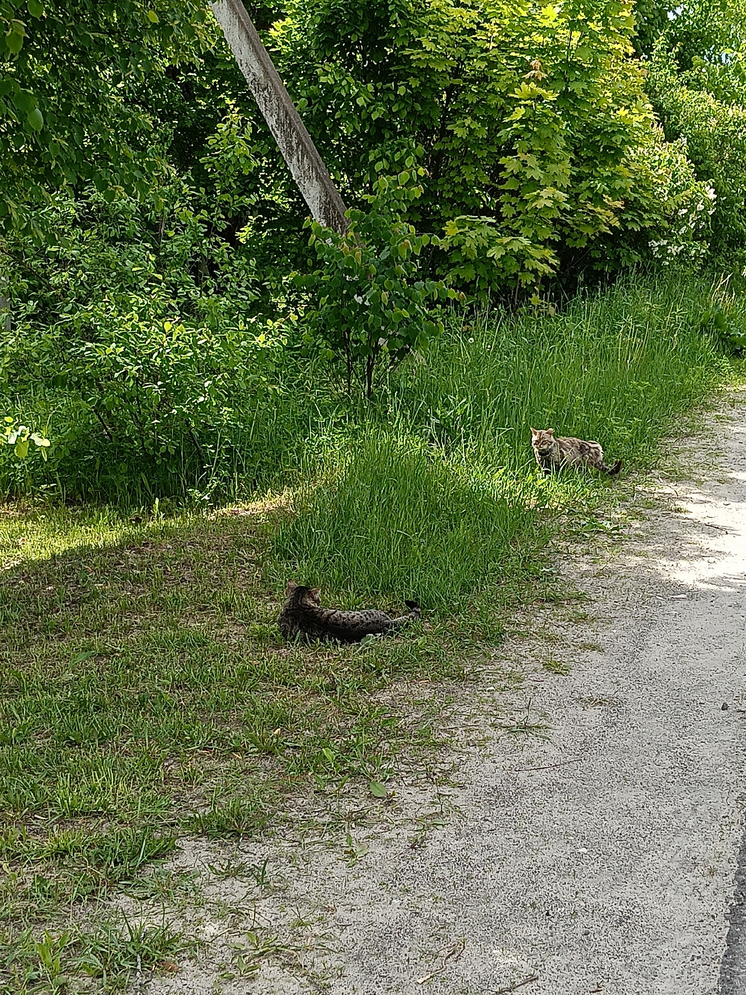 The image captures an outdoor scene featuring two domestic cats in a natural setting. On the left side of the frame, dense green foliage, including trees, bushes, and tall grass, lines what appears to be a dirt or gravel path on the right. A prominent utility pole or tree trunk leans diagonally in the upper left background.
One tabby cat, dark brown or grey with lighter markings, is seen lying relaxed in the shorter grass on the left, facing away from the viewer and looking towards the lush greenery. Further back and to the right, a second lighter-colored tabby cat stands at the edge of the tall grass next to the path, observing the viewer. Both cats appear calm and at ease in their surroundings.
The time of day is clearly daytime, indicated by bright, direct sunlight casting distinct shadows on the grass and path. The weather appears clear and sunny. The unpaved path and abundant, untamed greenery suggest a rural or semi-rural location. No human activity or visible text is present. The setting is Красный Маяк, Russia.