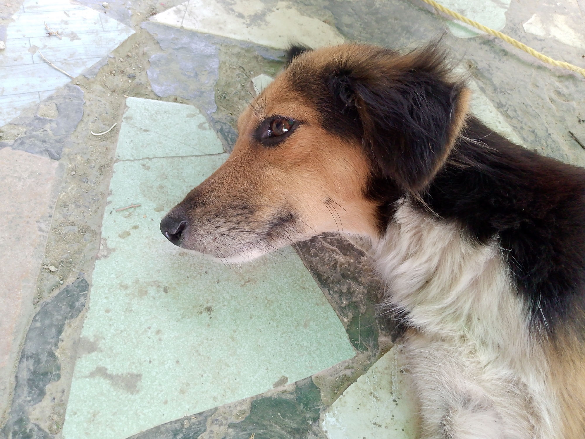 A medium shot shows a dog lying on a tile surface, seemingly outdoors, possibly in Juan Griego, Venezuela, based on the user's information. The dog is mostly tan on its head, darkening to black around the ears and along the back. The fur around its chest is white and appears shaggy. The dog is lying down and facing left. The tile surface consists of irregular shapes, some light green and some covered with dirt and debris. A yellow rope is partially visible in the upper right corner.