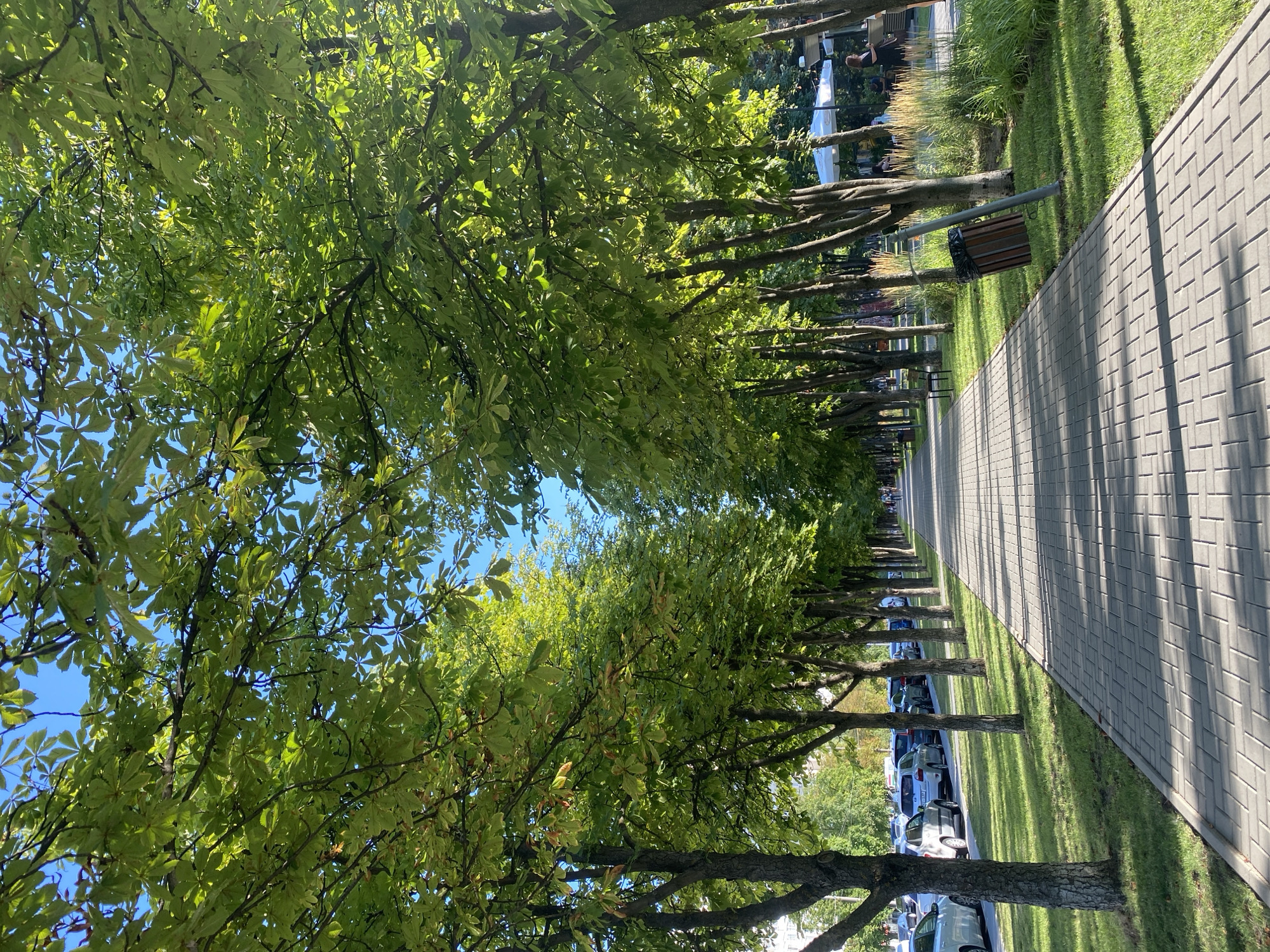 The image depicts a sun-dappled tree-lined pathway in Chișinău, Moldova, likely in a park or along a residential street. A paved walkway, constructed from light-colored rectangular bricks laid in a herringbone pattern, extends into the distance, bordered by a strip of green grass. On the left side of the walkway, a row of parked cars, including a white sedan, a silver hatchback, and a dark-colored SUV, are visible. The cars are parked along the curb, separated from the walkway by a grassy area. On the right side of the walkway, a row of trees with lush green foliage creates a canopy overhead, casting shadows on the path. Further to the right, beyond the trees, glimpses of a cafe or outdoor seating area can be seen, with white umbrellas and some people seated. A trash can, made of wooden slats and metal, is positioned near the walkway among the trees. The sky above is clear blue.