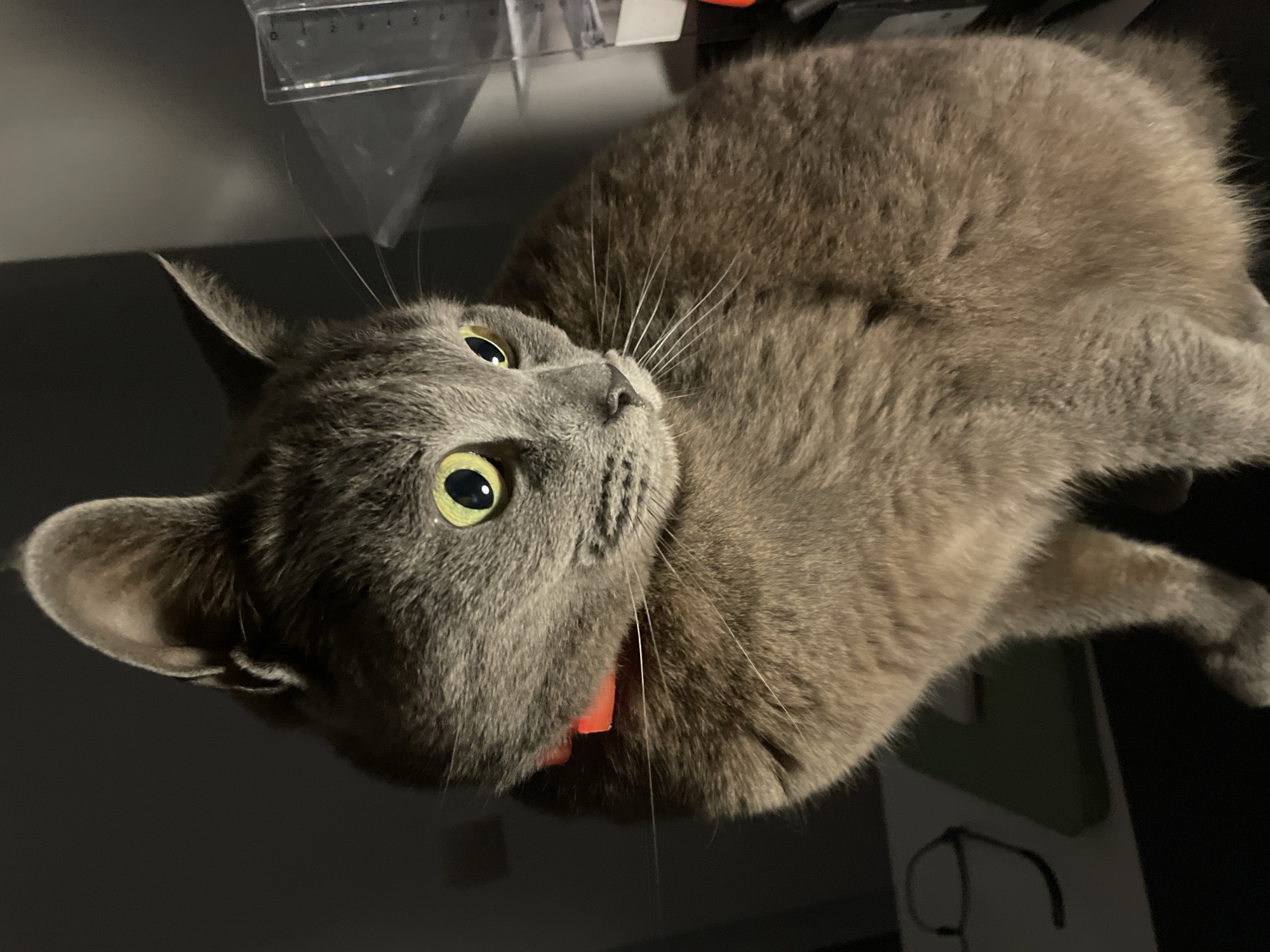 A domestic cat, grey with short fur, is depicted in a seated position in an indoor, dimly lit environment. Its large, round, yellow-green eyes are prominent, reflecting light and showing dilated pupils. A bright orange-red collar is visible around its neck. The cat's head is turned to the right, and its gaze is directed off-frame to the right. White whiskers extend from its muzzle. The background is dark and out of focus. To the left, a pair of dark-rimmed eyeglasses and a green rectangular object rest on a light-colored surface. To the right, a clear plastic object, possibly a ruler or container with visible numerical markings, stands upright against a dark surface. The scene is located in the city of Budva, Montenegro.