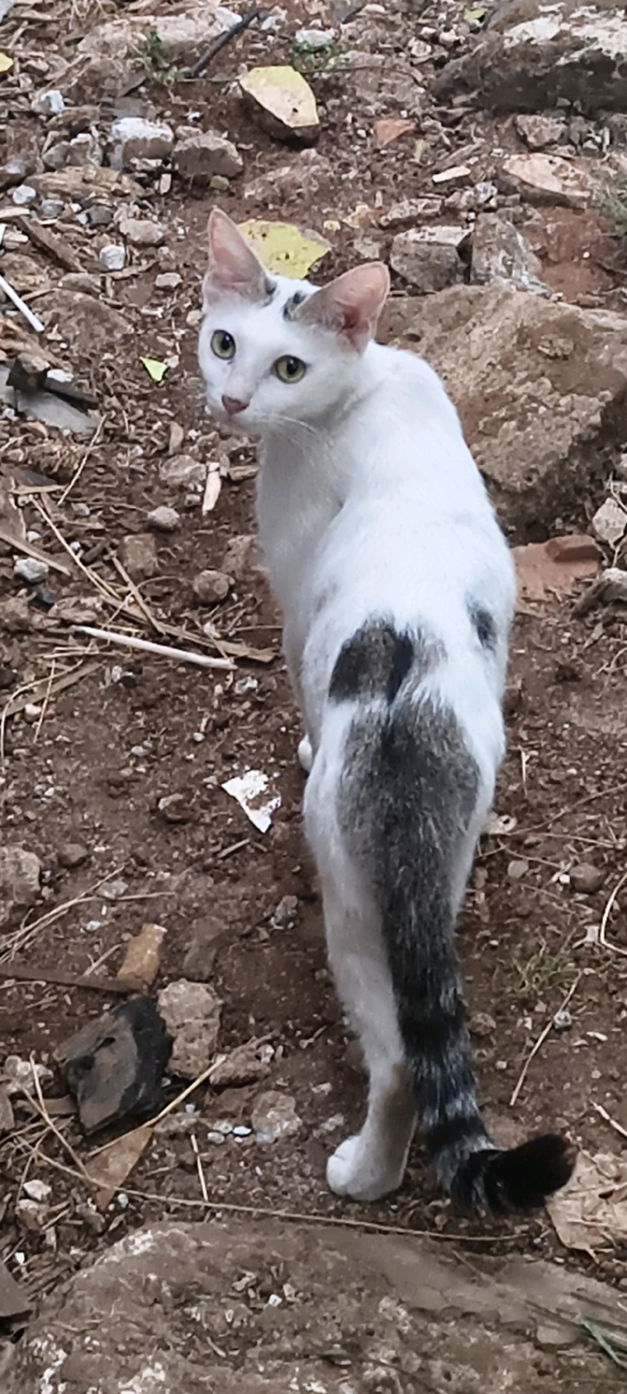 A white cat with grey tabby markings on its back and tail is standing on a dirt path covered with small stones, twigs, and debris. The cat is looking over its left shoulder at the camera with green eyes. Its ears are pointed and its tail is bushy and black-tipped. The environment appears to be an outdoor, possibly urban, setting in South Tangerang, Indonesia, characterized by the unpaved ground and scattered natural and man-made refuse.