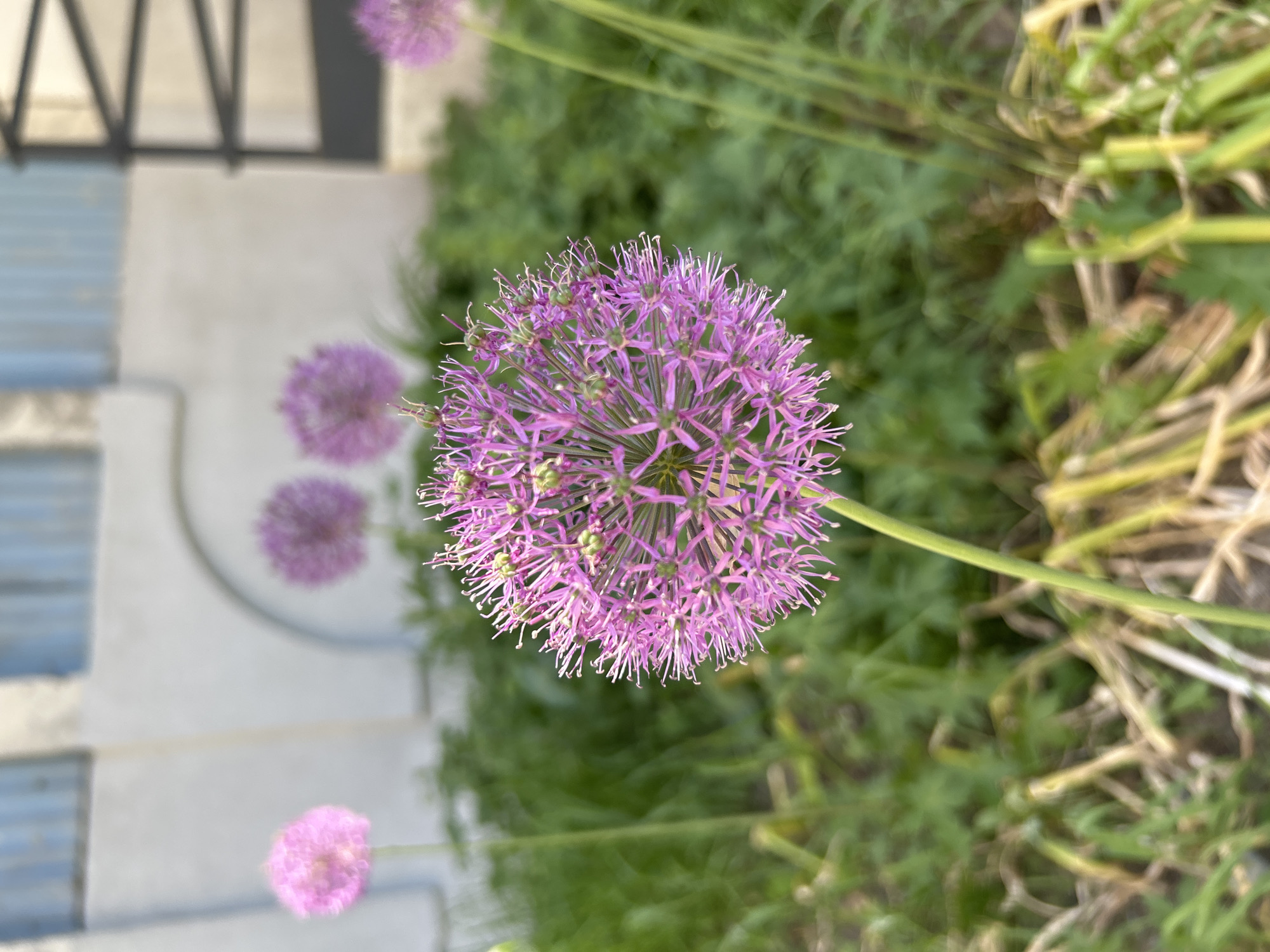 A close-up, slightly off-center shot shows a purple allium flower in full bloom, with several other allium flowers blurred in the background. The flowers are growing in a garden-like setting with greenery visible behind them. A portion of a building or structure with a gray and blue exterior can be seen in the upper left corner of the image. The exact location in Izhevsk, Russia, cannot be determined from the visual information alone.