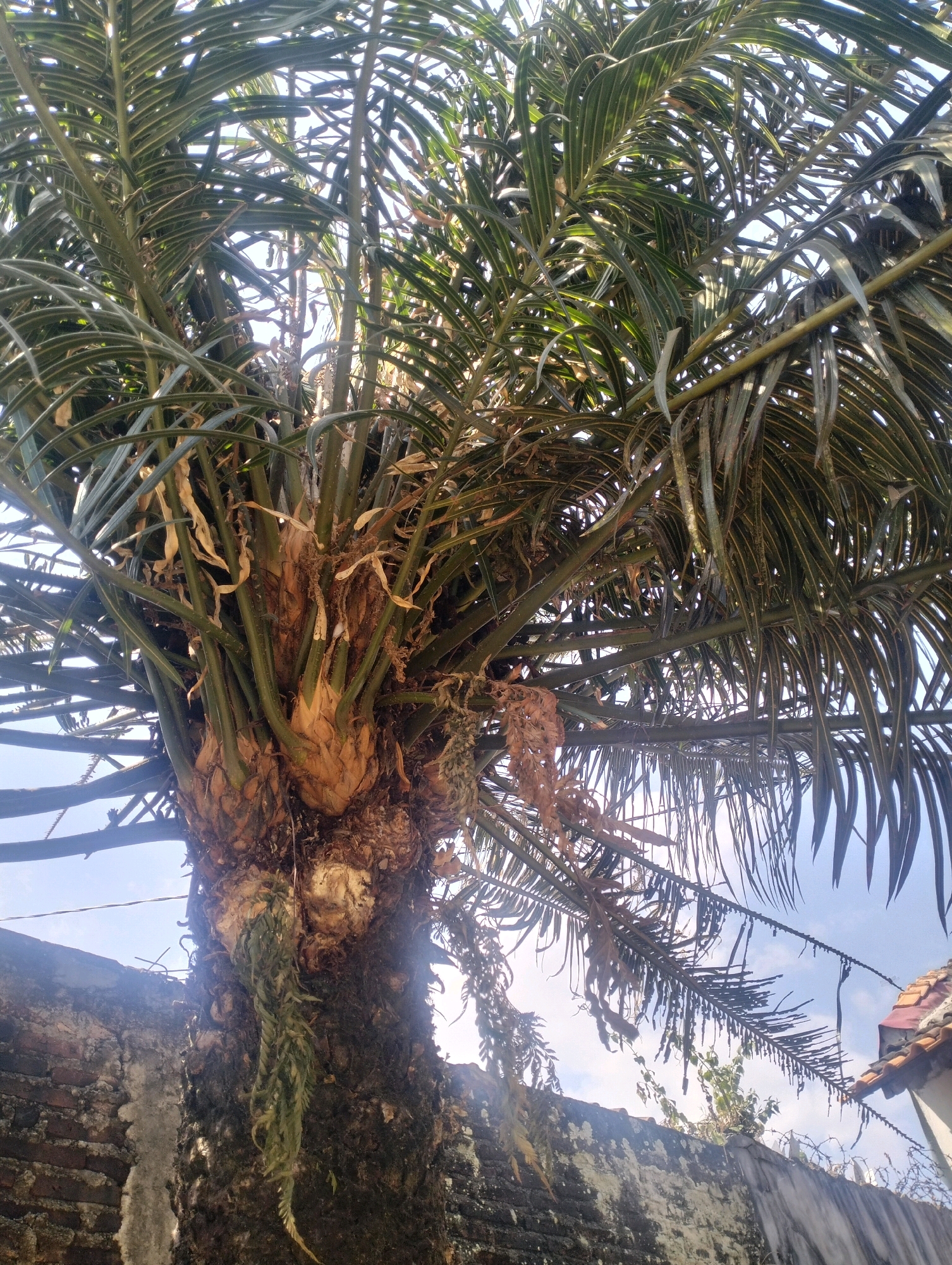 The image shows a close-up view of a palm tree with long, green fronds and a thick, textured trunk. The trunk appears dark and weathered, with some dried leaves and moss clinging to it. A fern-like plant hangs from the trunk. In the background, a weathered brick wall is visible, topped with barbed wire. Part of a tiled roof can be seen on the right side of the image. The sky is a pale blue with some wispy clouds. The overall impression is one of an old, established tree in an outdoor, possibly urban or semi-urban, environment.