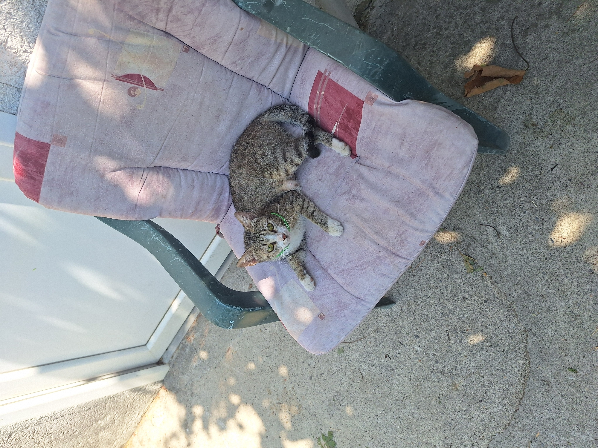 A tabby cat with a green collar is lying on a cushioned, weathered outdoor chair. The chair has a dark green plastic frame and a light pink fabric cushion with a faded red and beige geometric pattern. The cat is facing the camera, with its front paws extended. The chair is situated on a concrete surface, likely a patio or sidewalk, with shadows from overhead foliage dappling the ground. To the left of the chair is a white door with a textured wall adjacent to it. In the background, a light-colored wall is visible. A dry, brown leaf rests on the concrete near the chair. The scene is outdoors, under natural lighting conditions, suggesting it is daytime. The location is Sutomore, Montenegro, as indicated by the provided information.