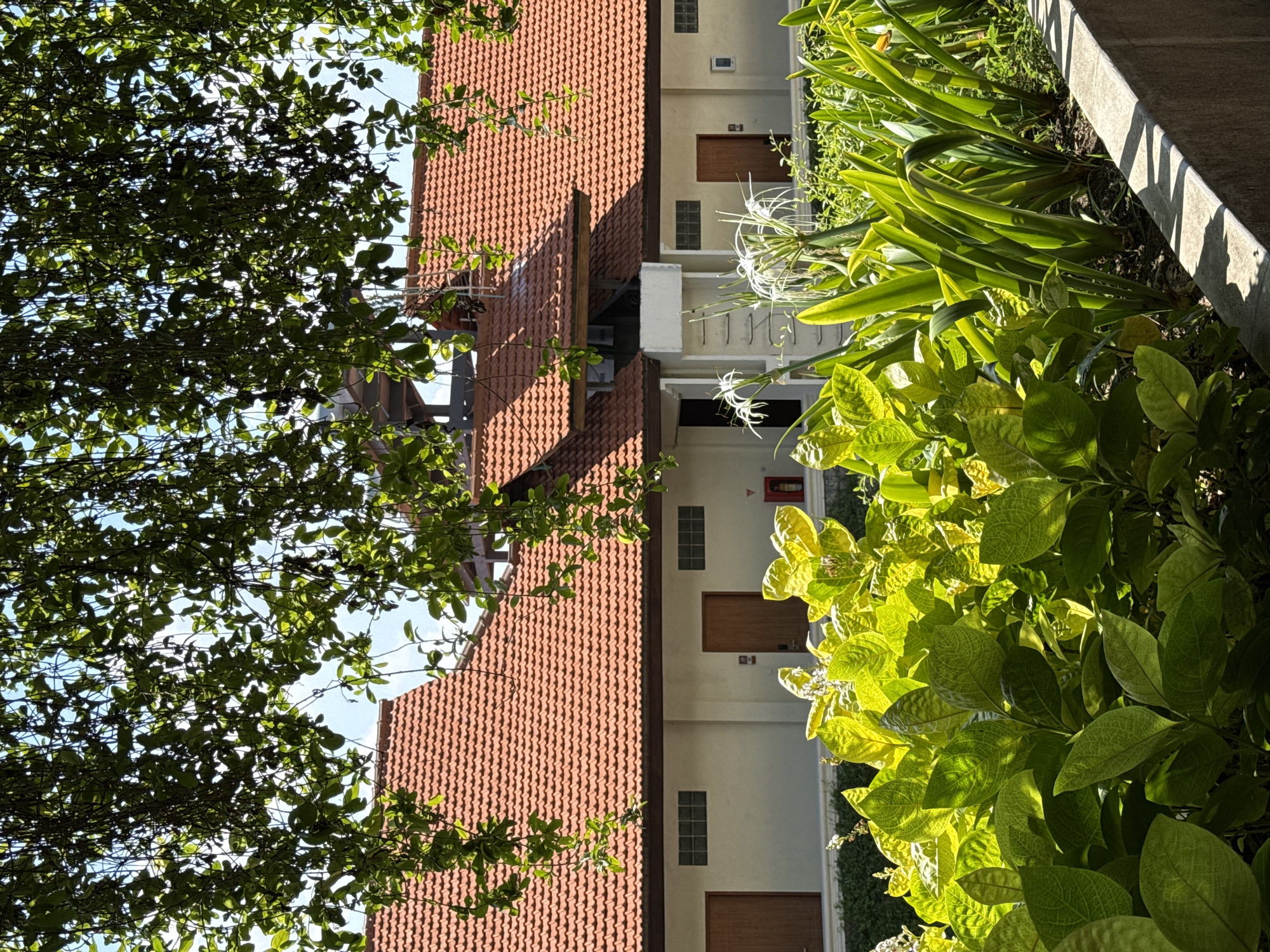 The image shows a building with a terracotta tiled roof in Kuta, Indonesia. Lush green foliage, including large-leafed plants and hanging vines, frames the scene. White, spider-like flowers are visible in the foreground. The building features white walls, dark wooden doors, and windows with frosted glass. A fire extinguisher is mounted on the exterior wall. Shadows from the foliage are cast across a concrete retaining wall in the foreground. The sky is clear and blue.