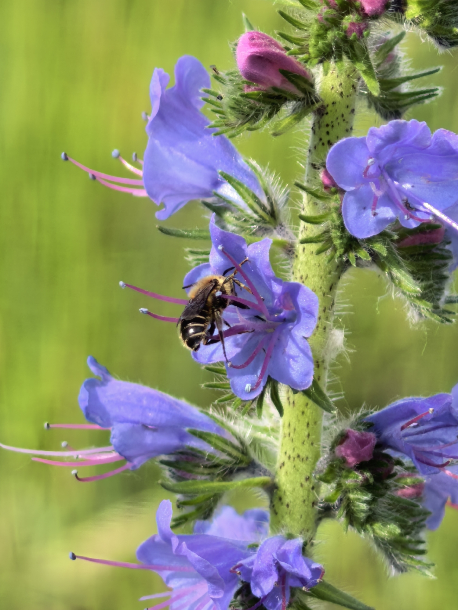 This close-up image features a bee actively gathering nectar or pollen from a flowering plant. The plant, possibly a type of Viper's Bugloss (Echium vulgare) or similar species, displays a tall, robust green stem covered in fine white hairs and distinctive small black spots. Multiple vibrant purple-blue, bell-shaped flowers are arranged along the stem, each featuring prominent pink stamens extending from its center. Several tightly closed pink flower buds are also visible, suggesting varying stages of bloom.
A fuzzy bee, with a black and yellowish-brown striped body, is positioned deep within one of the open purple flowers, indicating its activity in pollination or foraging. The background is a soft, out-of-focus blur of bright green foliage, suggesting a natural, outdoor environment like a field or garden. The lighting is bright and even, highlighting the intricate details of the bee, the flower's petals, and the textured stem. The scene captures a moment of nature's interaction, likely occurring during daylight hours. There is no visible text in the image. This natural encounter takes place in Sterlitamak, Russia.