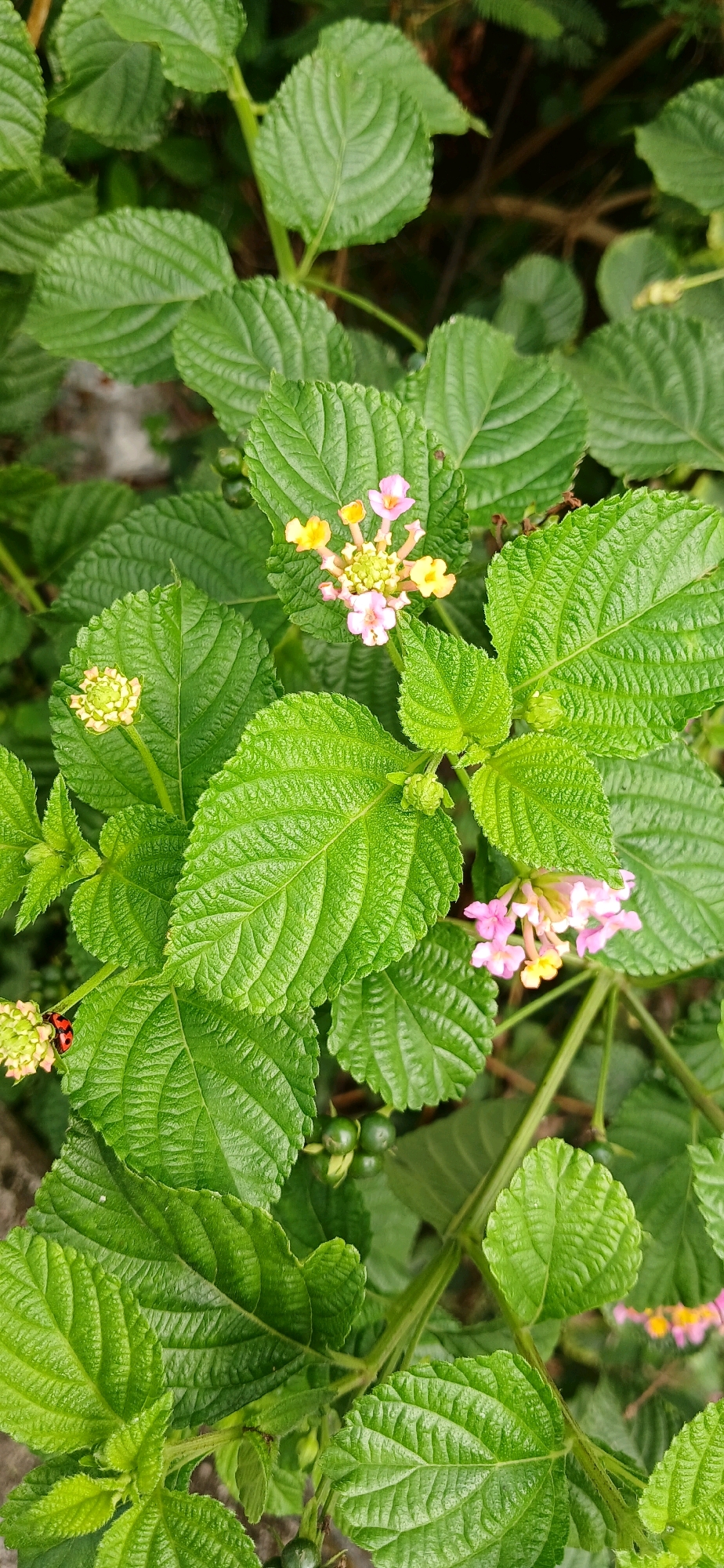 A close-up, eye-level shot captures a patch of vibrant green foliage, likely in Alue Barat, Indonesia. The leaves are broad and textured, with prominent veins and a slightly crinkled surface, indicating good health and exposure to sunlight. Scattered among the greenery are small clusters of flowers, displaying delicate shades of pink and yellow. In the lower left quadrant of the image, a ladybug, with its distinct red shell and black spots, is perched on one of the green leaves, adding a touch of life and detail to the natural scene. The overall impression is one of lush, overgrown plant life, perhaps in a garden or natural setting.