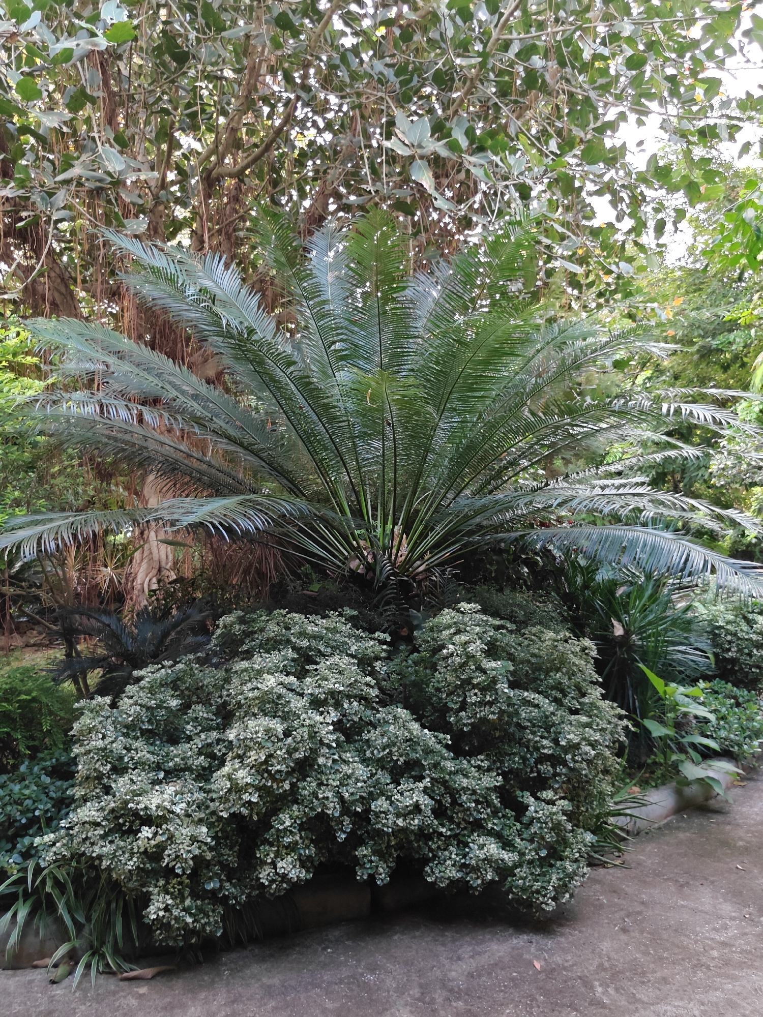 A cycad plant with a crown of long, arching fronds stands prominently in a garden setting, surrounded by lush, low-lying green and variegated foliage. Behind the cycad, a large tree with hanging aerial roots and broad leaves forms a dense canopy, dappled with sunlight. The foreground features a concrete pathway and a hint of dark soil or mulch around the base of the plants. The scene suggests a tropical or subtropical environment, likely a well-maintained garden. Mu Si, Thailand, is known for its lush vegetation and tropical climate, making this setting consistent with the region. No people or animals are visible in the image.