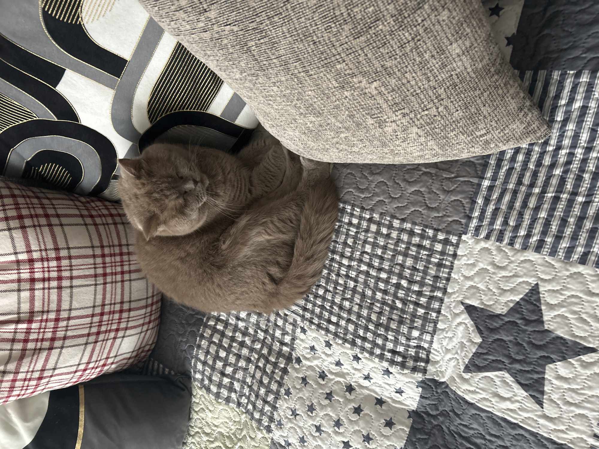 A medium-sized, light brown cat is curled up and sleeping on a patchwork quilt. The quilt is composed of various patterns, including stripes, gingham, and stars in shades of gray and white. The cat is nestled between several pillows. One pillow has a gray woven texture, another features a geometric pattern in black, gray, and gold, and a third pillow has a red and white plaid pattern. The scene is indoors, likely in a residential setting. There is no information in the image to determine if the location is Sofia, Bulgaria.
