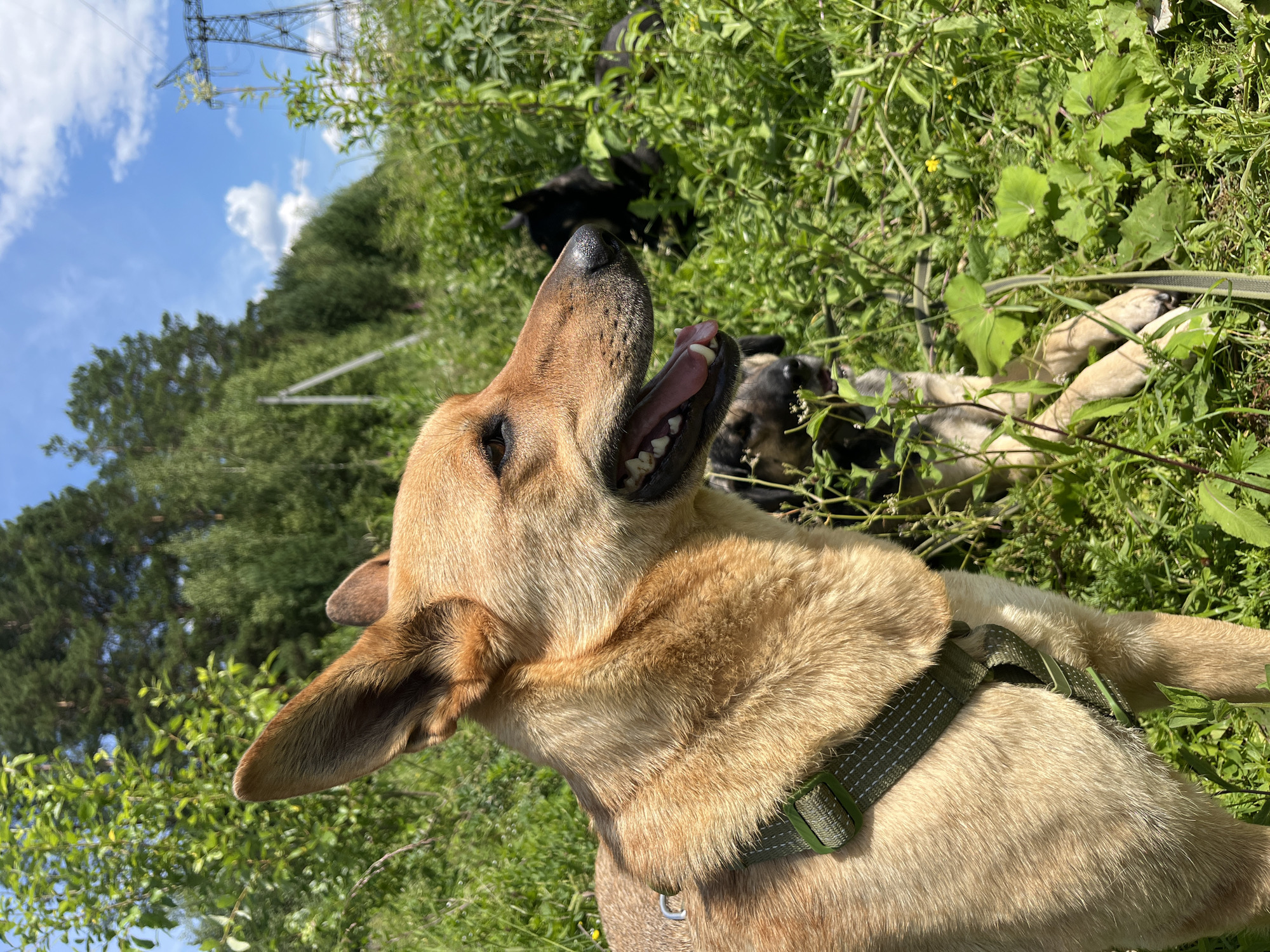 A medium shot captures a tan dog with large ears in the foreground, looking to the right with its mouth open and tongue visible. The dog wears a green harness. In the middle ground, two other dogs, one black and one tan with black markings, are partially visible lying down in lush green grass. The background features a line of trees, a blue sky with scattered white clouds, and a power line tower. The scene is outdoors in a grassy area with vegetation, likely a park or field, under bright sunlight. The specific location in Nizhny Tagil, Russia, is not discernible from the visual elements of the image.