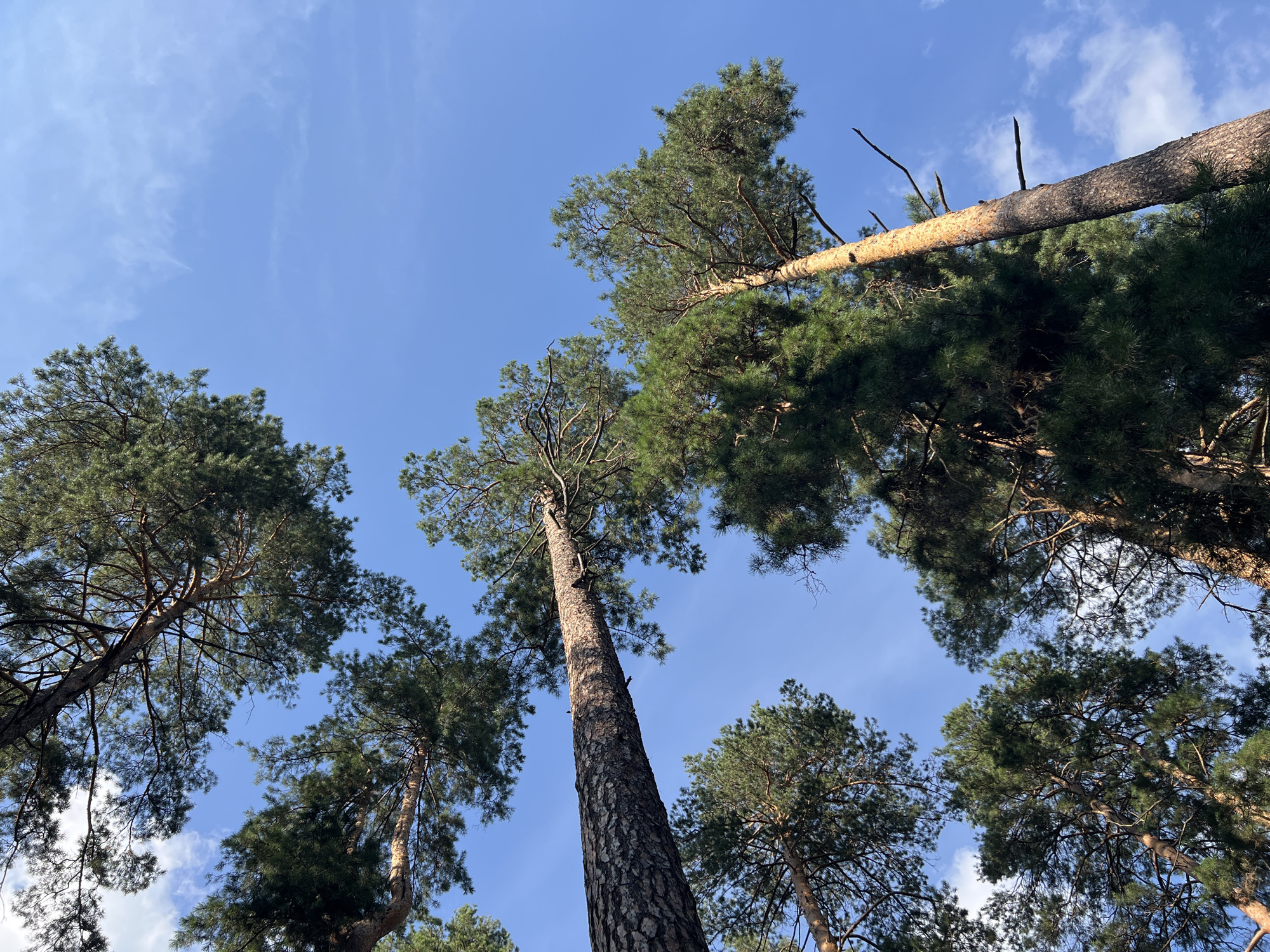 An upward-looking shot captures several tall pine trees against a bright blue sky. The trunks of the trees are rough and textured, with some branches reaching out towards the camera. The pine needles form dense green canopies, obscuring some of the sky. Thin, wispy clouds are visible against the blue expanse. The scene appears to be in a forest or park setting, characteristic of areas around Tolyatti, Russia, known for its numerous green spaces and pine forests, such as those found near the Zhiguli Mountains. No people or specific landmarks are visible.