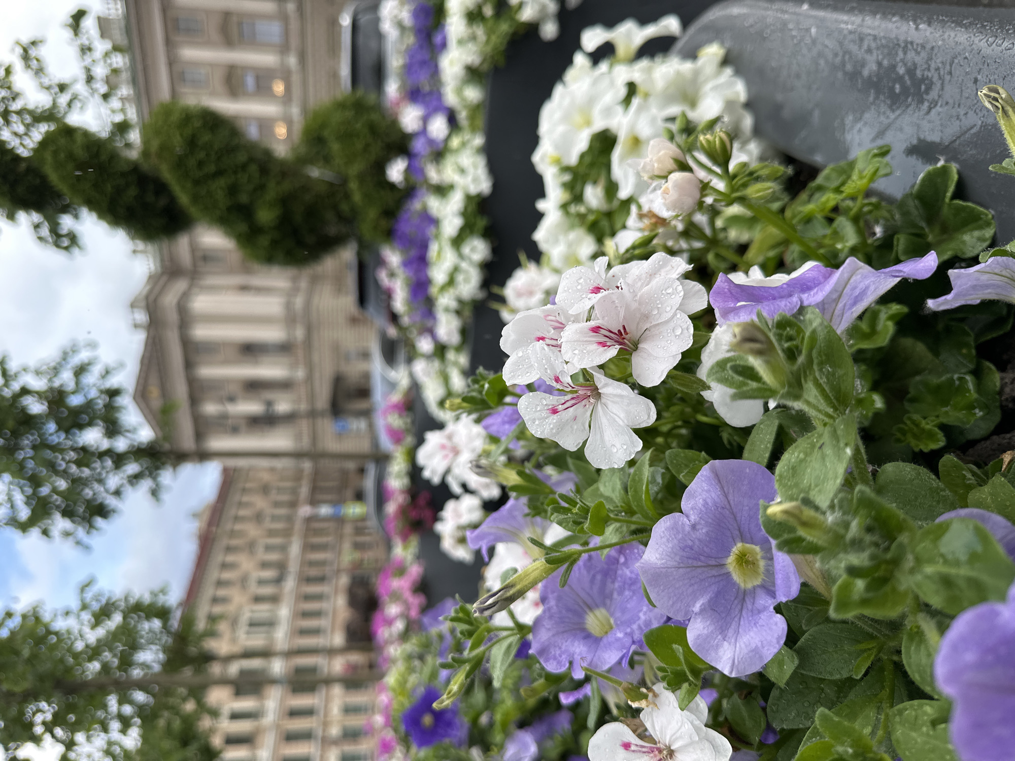 The image depicts a close-up view of a flower planter with a variety of blooming flowers, primarily petunias and geraniums, in shades of purple, white, and pink. The flowers are wet, suggesting recent rain. In the background, a building with classical architecture, likely in Saint Petersburg, Russia, is visible. The building features a light-colored facade, multiple windows, and an ornate roofline. A sculpted evergreen topiary is positioned to the right of the building. A blurred view of cars and trees can also be seen in the background, indicating an urban setting. The focus is on the floral arrangement, with the background out of focus.