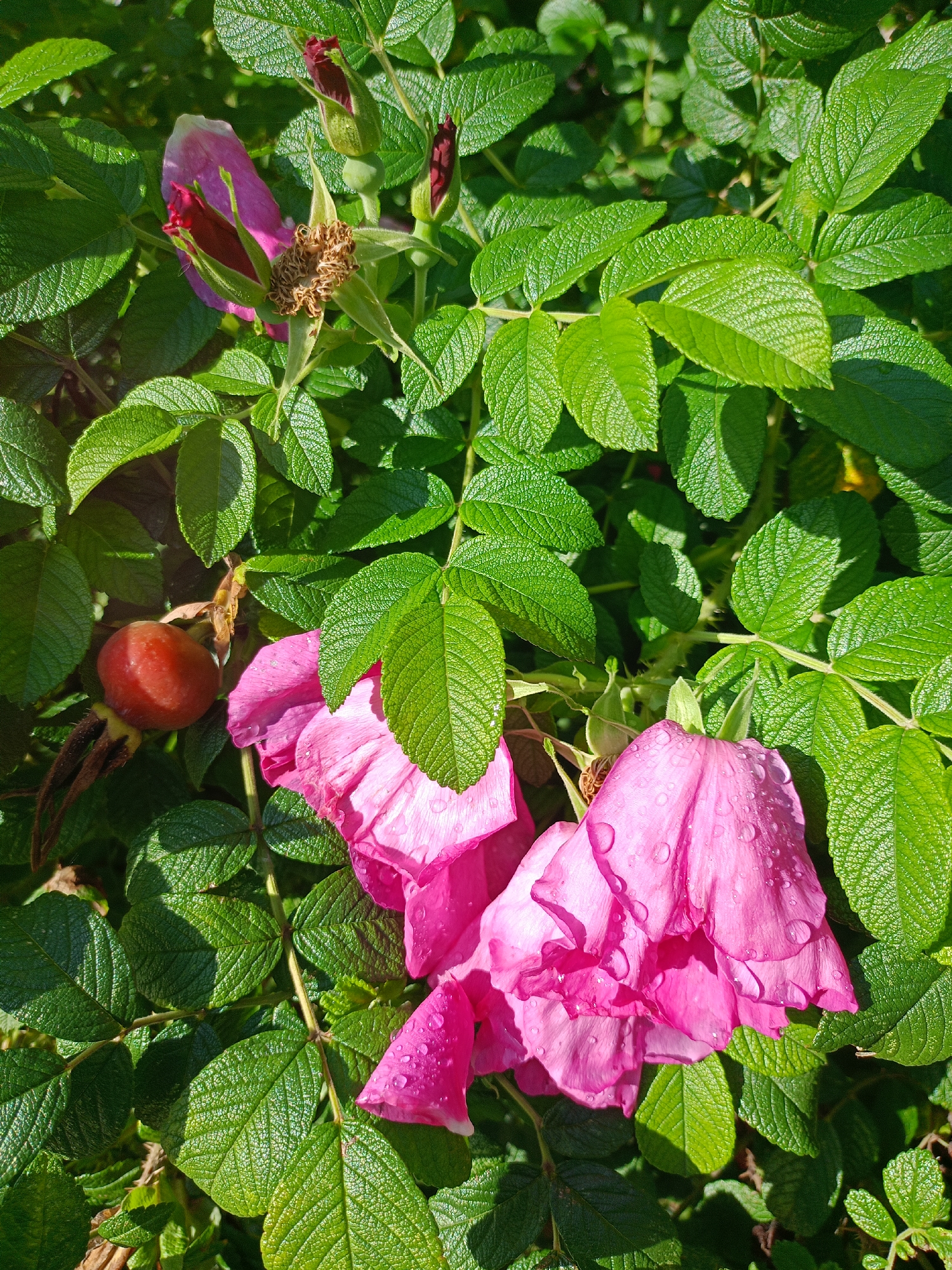 A close-up, high-angle shot captures a cluster of vibrant pink rose petals glistening with water droplets, nestled amongst lush, green foliage. Several unopened rosebuds, a single red rosehip, and the dried remains of a spent bloom are also visible. The scene is illuminated by bright sunlight, casting shadows across the leaves and highlighting the textures of the petals and leaves. The image is a naturalistic depiction of a rose bush, likely in a garden or park setting. Without further context, the specific location within Zlatoust, Russia, cannot be determined from the visual information alone.