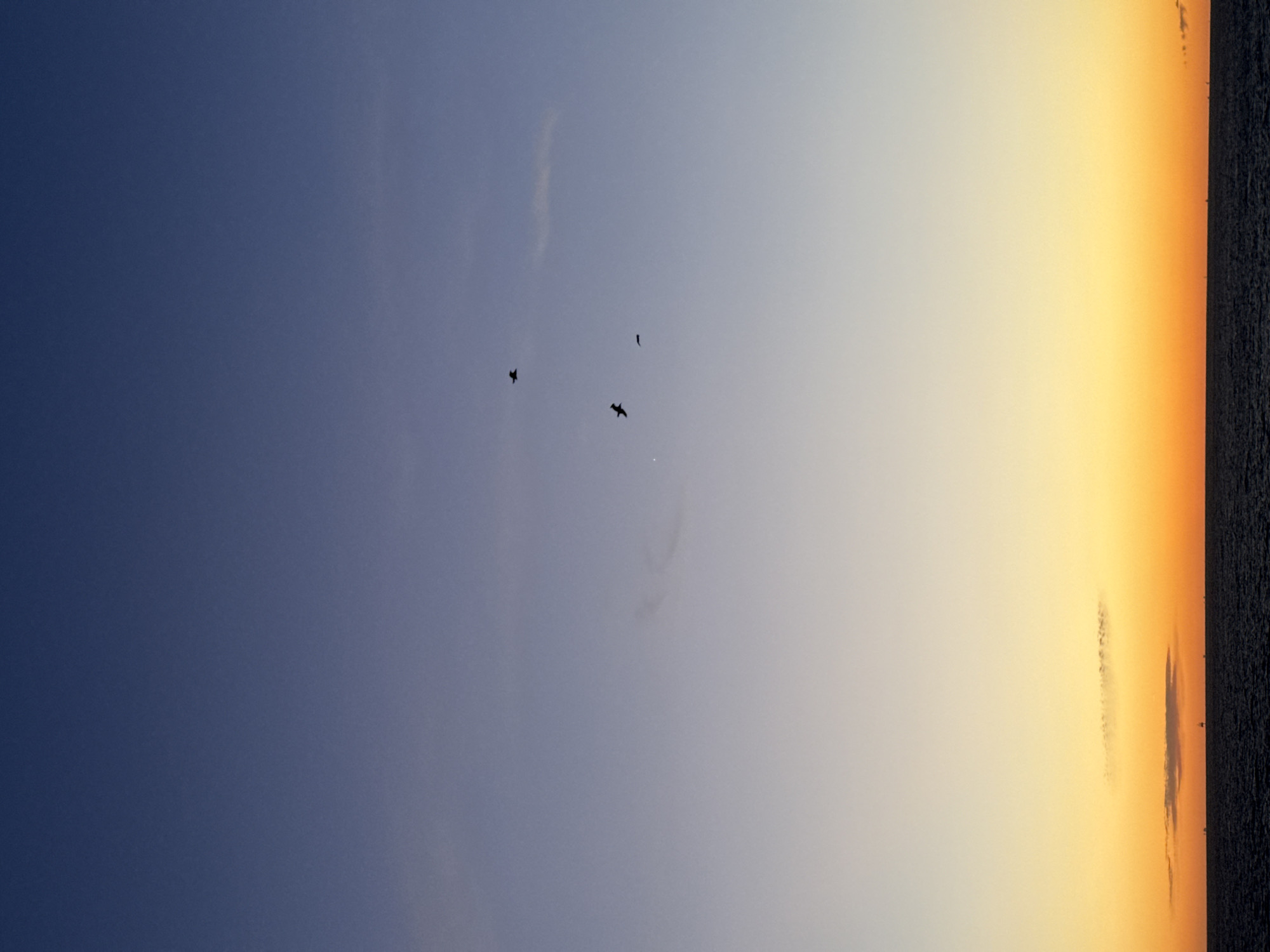 The image shows a sky gradient from blue to orange, with a dark body of water on the right edge. Three birds are silhouetted in the center of the sky. There are also faint clouds or streaks in the sky. The location is not discernible.