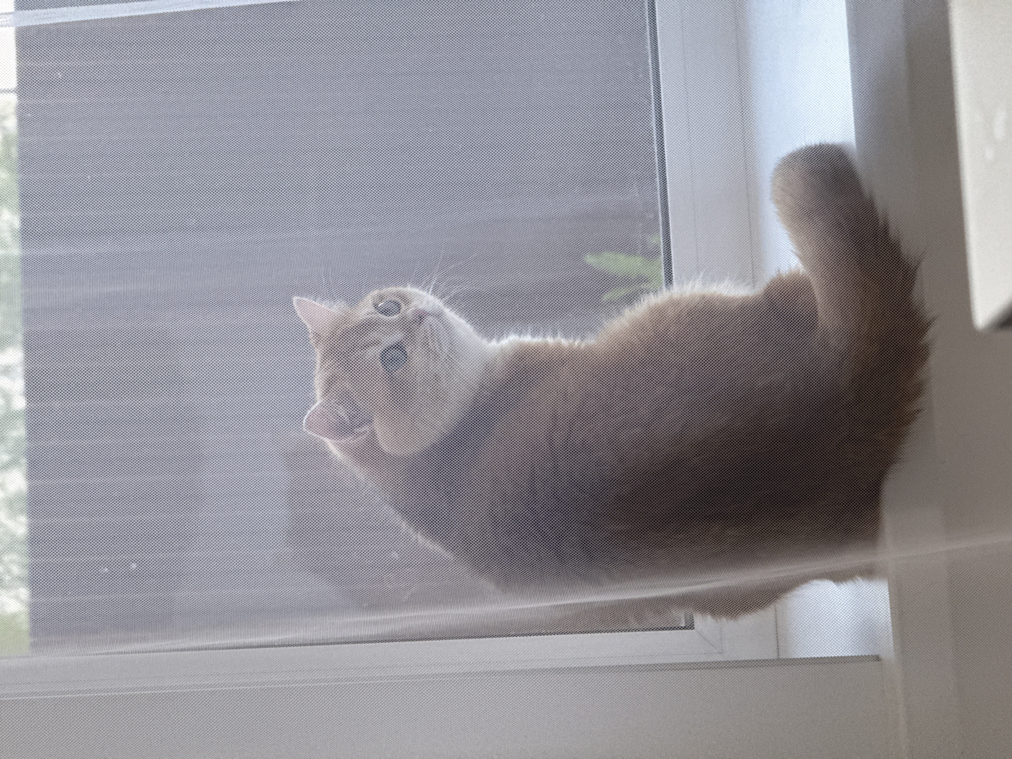 An orange cat is lying on a window ledge behind a screen. The location is not discernible from the image.