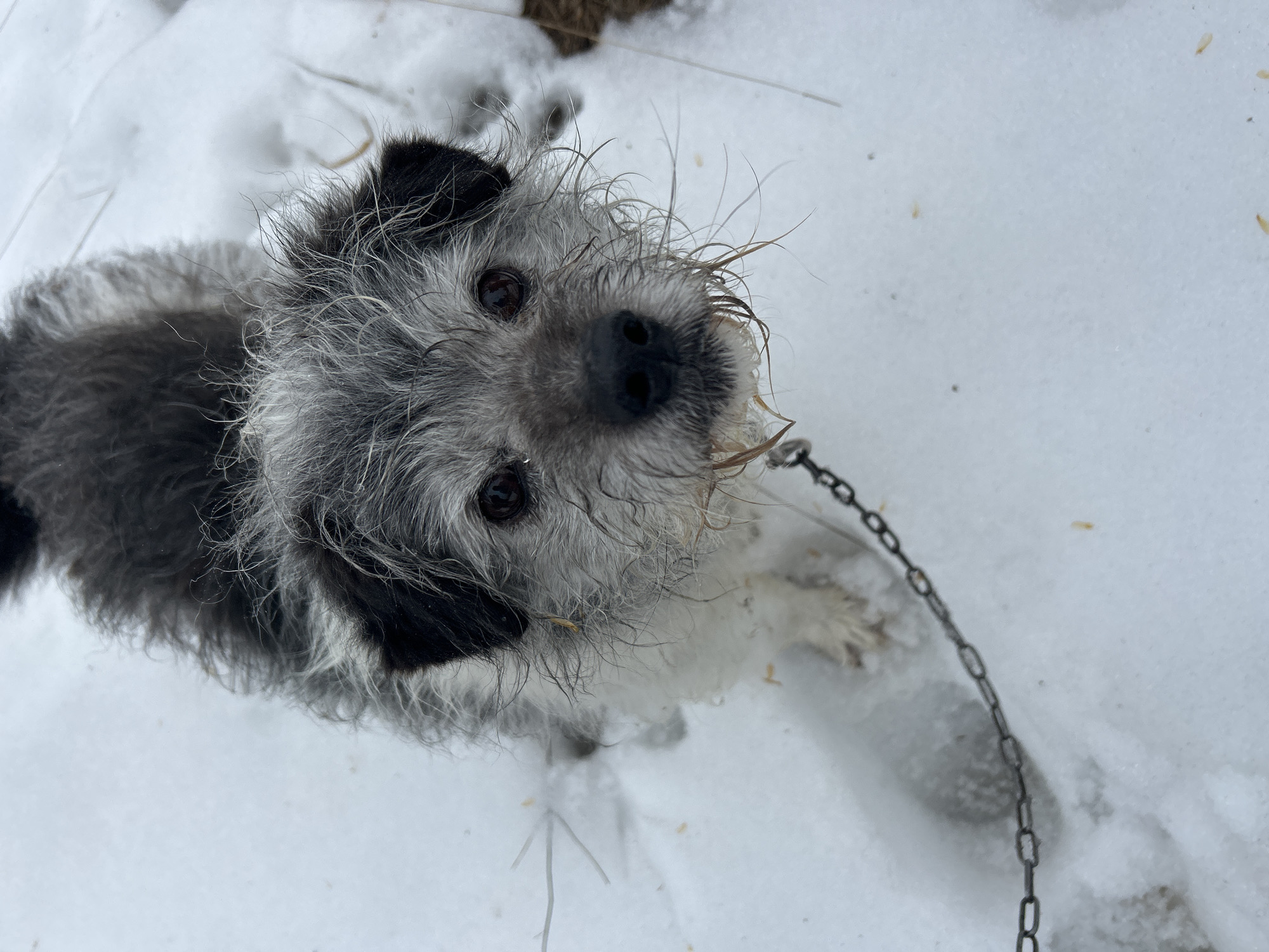 A medium shot captures a gray and black terrier-mix dog with wet fur standing in the snow. The dog is attached to a metal chain leash. The location is the city of Unknown, Unknown.