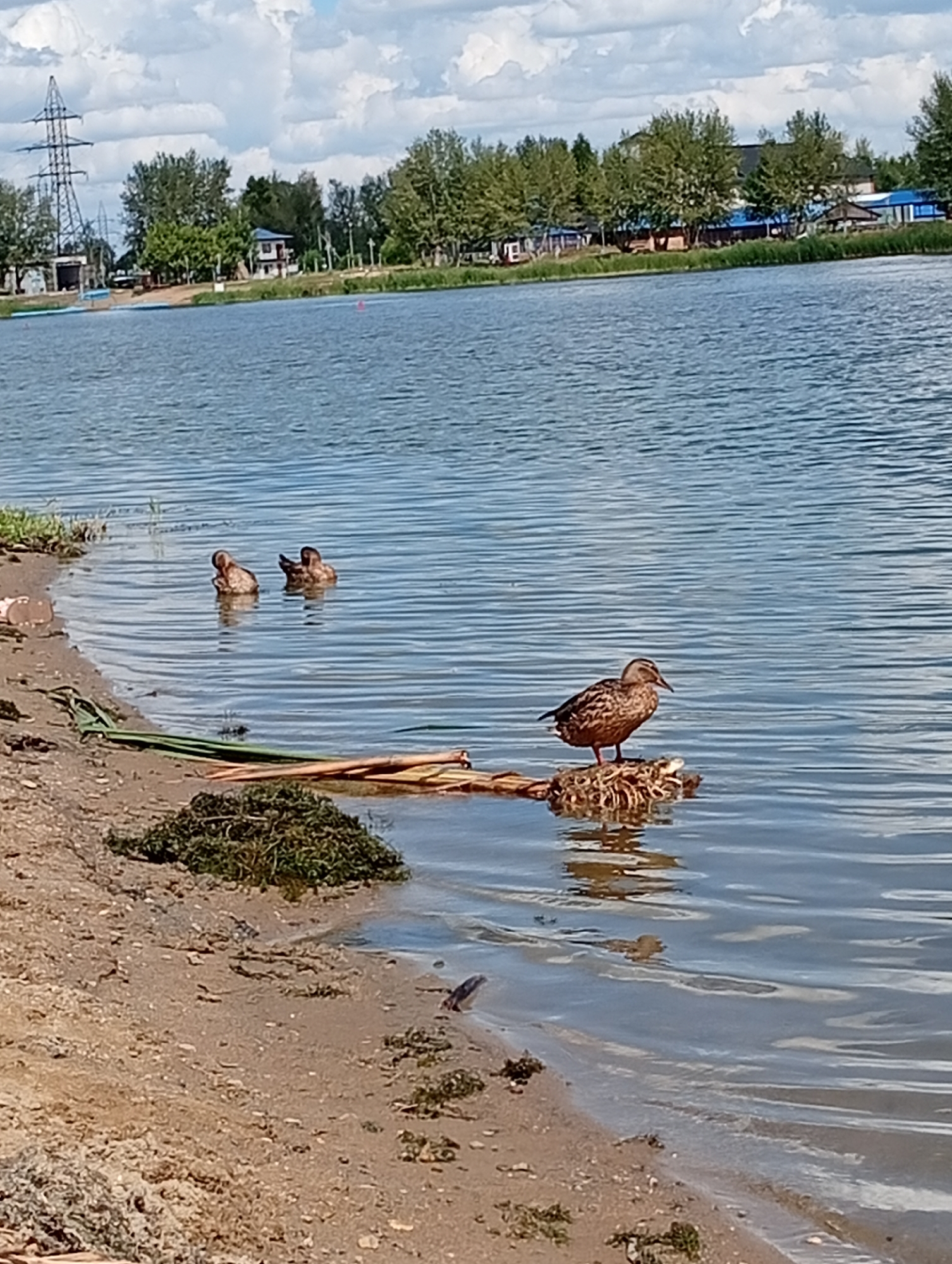 In the city of Michurinsk rural district, Kazakhstan, a body of water reflects a partly cloudy sky. On the sandy shore, a pile of green vegetation sits near the water's edge. Several ducks are visible in the water. One duck stands on a floating piece of debris composed of sticks and vegetation. Two other ducks are swimming in the water further from the shore. In the background, a collection of trees lines the opposite bank of the water, with buildings and a large electrical tower visible amongst them.