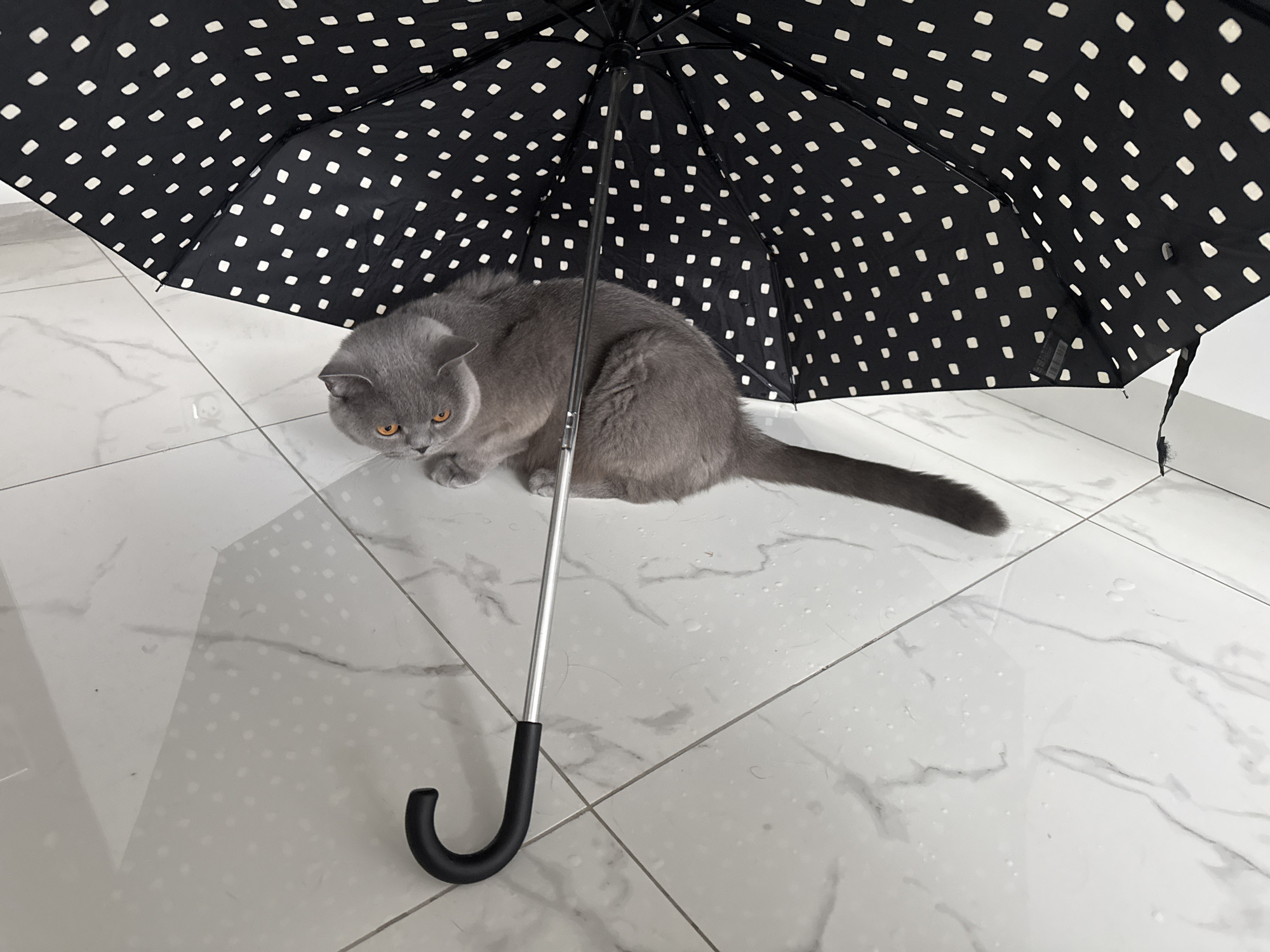 An adult, grey British Shorthair cat with orange eyes is crouched beneath a black umbrella patterned with white squares. The umbrella is open and positioned over the cat, with its handle, a black curved hook, resting on the floor. The floor is tiled with white marble-patterned squares, and there are visible water droplets scattered across it, suggesting a wet environment. The cat is looking directly at the camera with a slightly tense expression. The background is out of focus but appears to be a bright, indoor space. The scene is located in Zielona Góra, Poland.