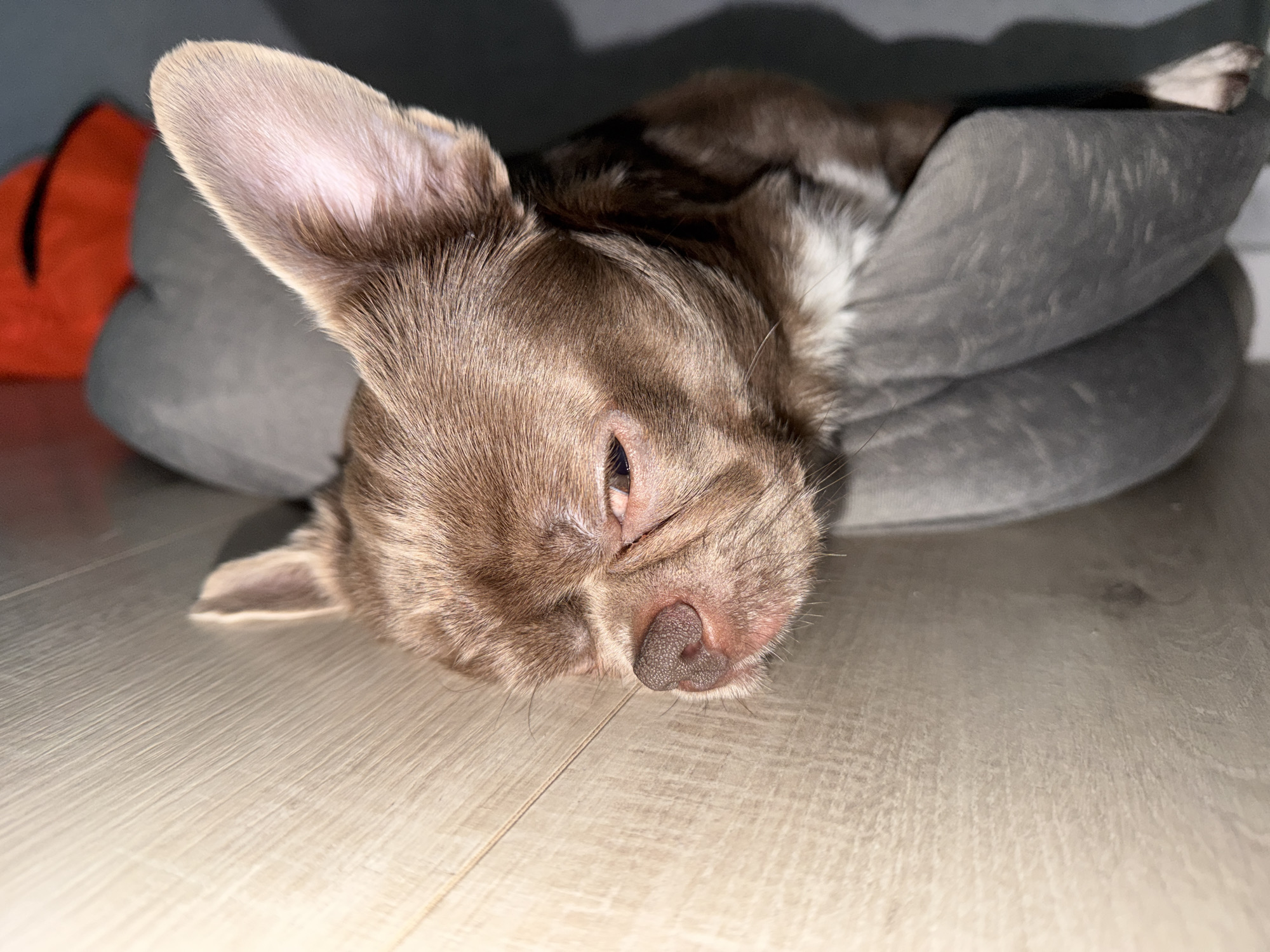 A brown dog is resting on its left side within a gray, plush dog bed, which is situated on a light-colored wooden laminate floor. The dog's head is tilted and rests on the floor surface, with its muzzle facing towards the right side of the frame. Its right eye is partially open, showing a hint of the eye. The dog's short, light brown fur covers most of its body, with darker brown markings visible on its back and white fur on its chest/neck area. One large, upright ear is prominent on the left side of its head. The dog's nose is dark pinkish-brown and textured. In the background, to the left of the dog bed, an out-of-focus orange object is partially visible. The setting appears to be an indoor environment with subdued lighting, casting shadows in the upper portion of the frame. The specific location in the city of Votkinsk, Russia, cannot be determined from the visual information present in this image.