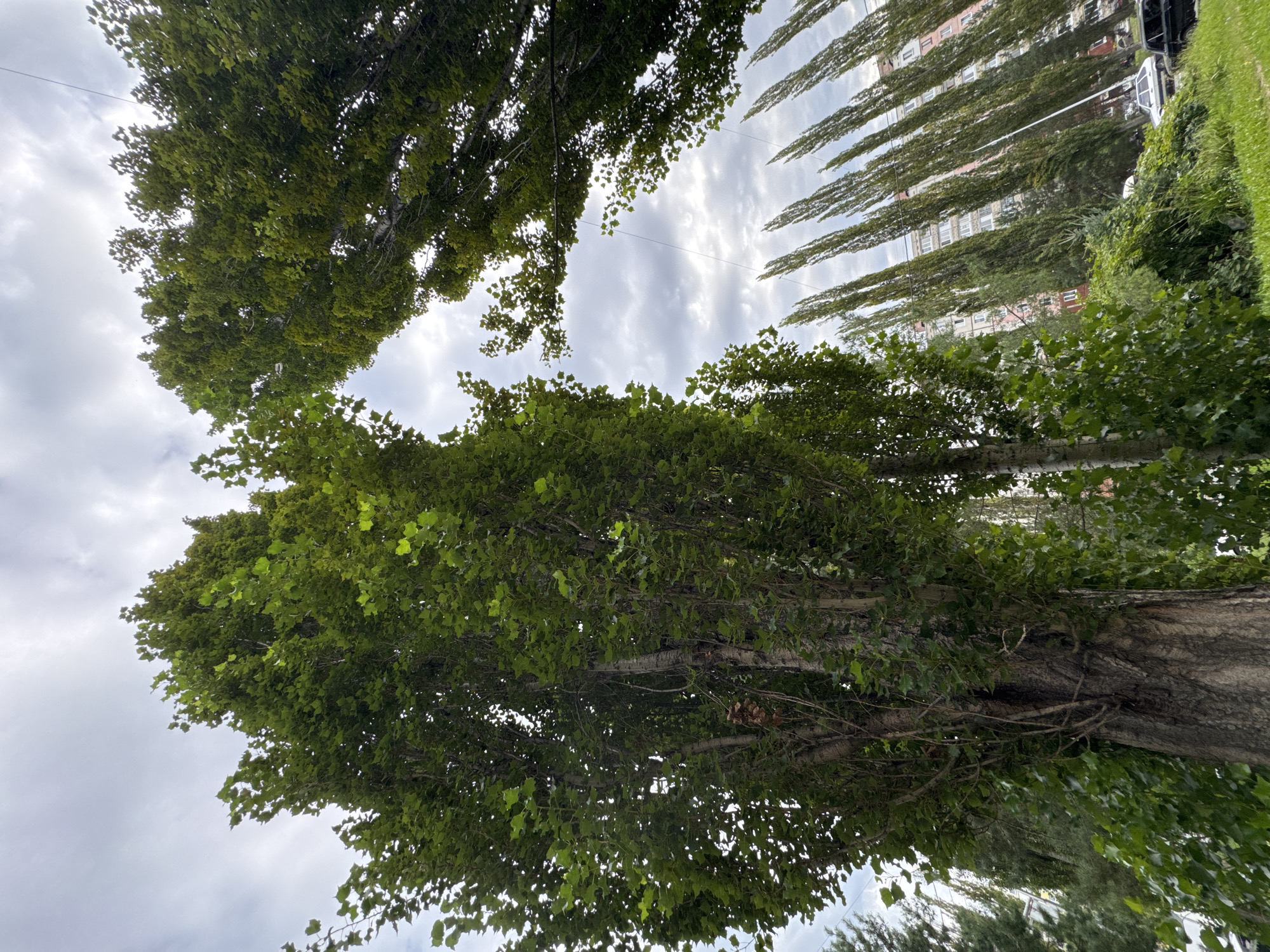 The image is a low-angle shot looking up at tall trees with green foliage against a cloudy sky. On the right side of the image, a row of very tall, slender trees with dark green needles stand in front of a multi-story apartment building with a pinkish facade. The building has numerous windows. In the foreground, on the left, a large tree with a thick, textured trunk and lighter green, broad leaves dominates the frame. Smaller trees and green bushes are visible behind the main trunk, and a patch of green grass is in the lower right corner. A white car and a dark-colored SUV are parked in front of the building. The scene appears to be a residential area in the city of Ufa, Russia, possibly during a cloudy day.