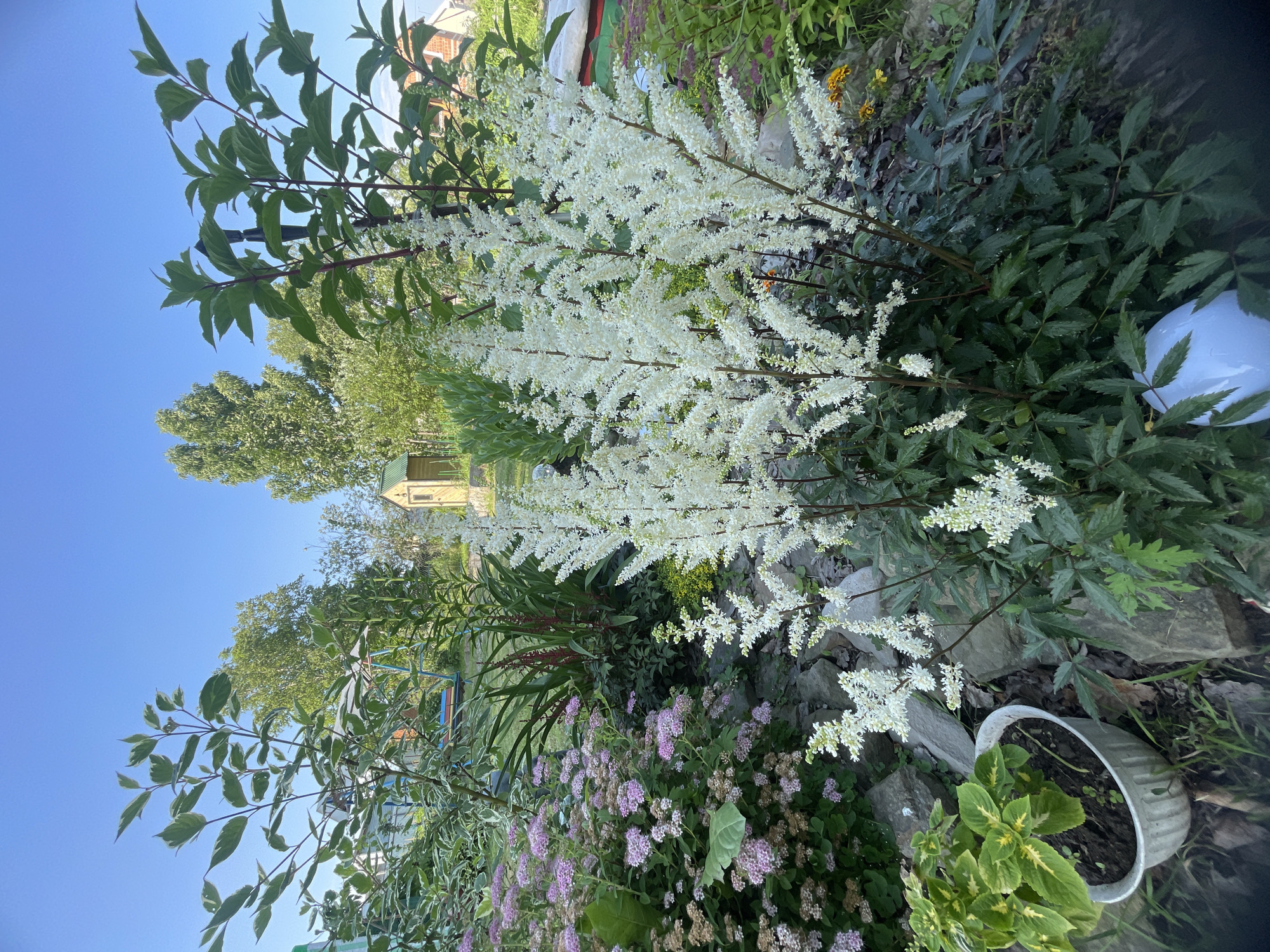 The image depicts a vibrant garden scene under a clear blue sky, suggesting a bright, sunny day. The foreground is dominated by lush greenery and a profusion of white and pink flowers. Tall, feathery white blooms, possibly Astilbe, cascade downwards, creating a dramatic visual effect. Beneath them, clusters of smaller pink flowers add a softer, more delicate touch.
Various plants with different leaf shapes and textures are visible, creating a rich tapestry of green. Some plants have broad, serrated leaves, while others display finer, more delicate foliage. A few scattered yellow flowers can be seen amongst the greenery, adding small pops of color. Large grey rocks are integrated into the garden, providing a naturalistic element and a textured contrast to the soft flowers.
In the background, hints of a dwelling are visible, including a portion of a brick building and a small, light-colored wooden structure with a green roof. The presence of trees suggests a rural or suburban setting. A white object, possibly a ceramic pot or a garden ornament, is partially visible on the right side of the image. A glimpse of a blue structure, perhaps part of a play area or garden feature, can be seen further in the distance.
The overall impression is one of a thriving, well-maintained garden, bursting with life and color. The bright sunlight and clear sky contribute to a cheerful and inviting atmosphere. The image appears to be taken in Knevichi, Russia, based on the provided context. No text is visible in the image.