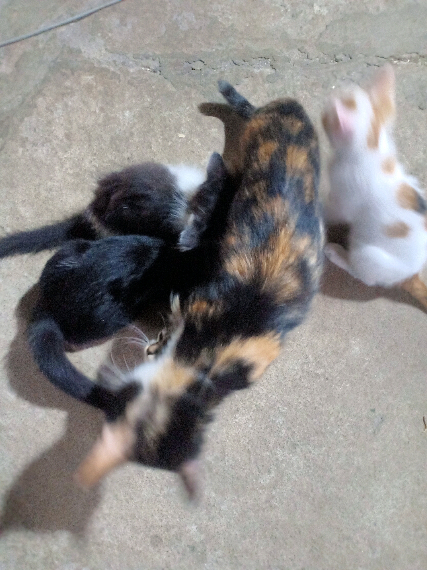 Four kittens are clustered together on a concrete surface. One kitten in the foreground is mostly black with some white markings on its chest and face, its body is angled towards the left. Another kitten, behind it and to the left, is entirely black with a long tail extending to the left. A third kitten, positioned centrally and slightly above the black kittens, has a calico pattern of black, orange, and brown patches, with its body facing towards the right. The fourth kitten, in the upper right corner, is white with orange patches and is in motion, appearing to be looking upwards. The concrete surface has a rough texture with some cracks and debris. The lighting suggests an outdoor or semi-outdoor setting, possibly in the evening or under artificial light. The image is taken from a high angle, looking down at the kittens. There are no humans visible in the image. There are no visible signs that this scene is located in Tasikhargo, Indonesia.