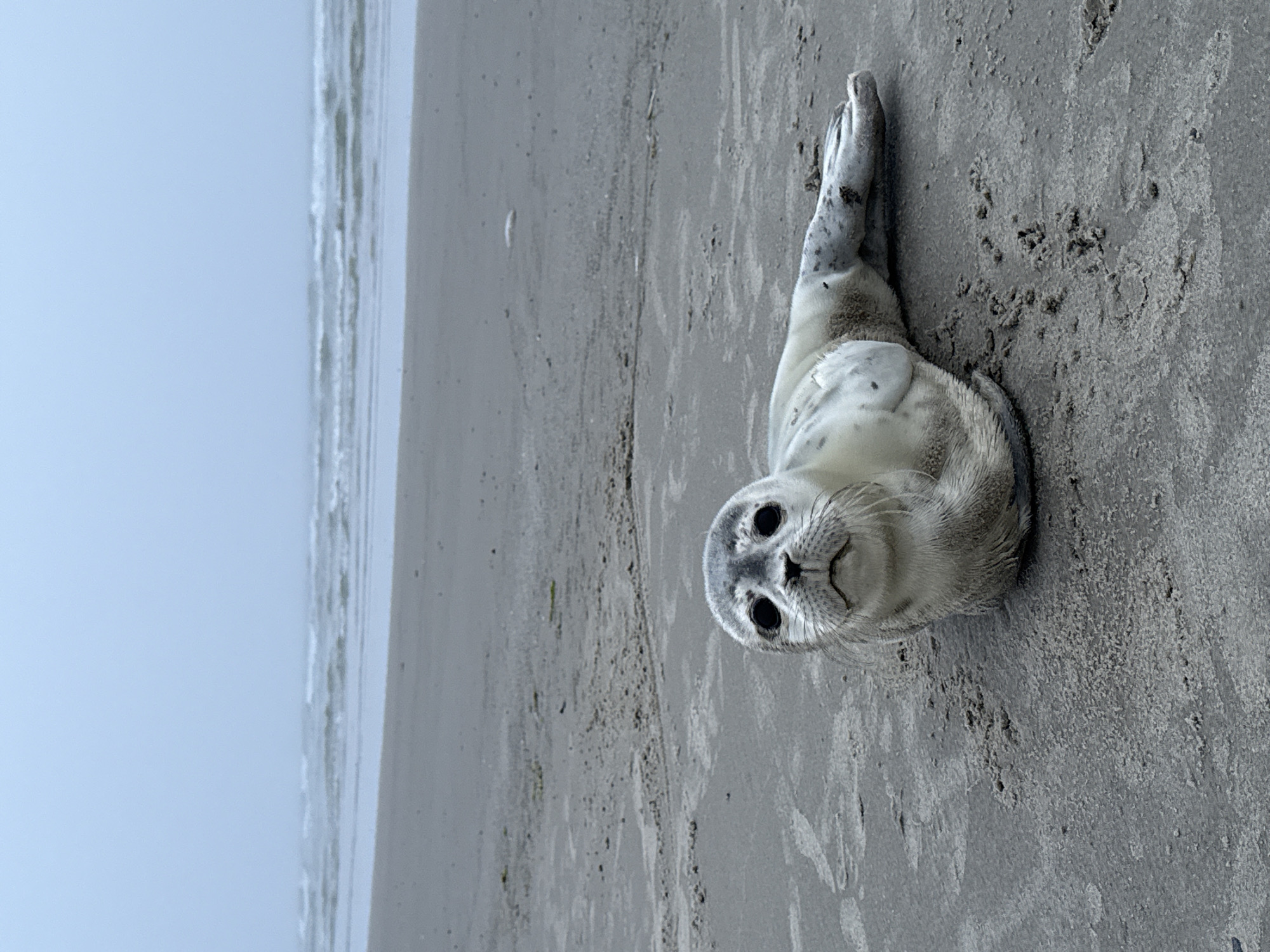 A young seal lies on a sandy beach in Langeoog, Germany, facing the camera. The seal has light grey fur with darker spots and a lighter underside. Its eyes are large and dark, and its whiskers are prominent. The seal is positioned in the foreground, with the ocean and a hazy sky in the background. The waves are small and gentle, and the sand is wet and rippled. The overall scene is serene and natural.