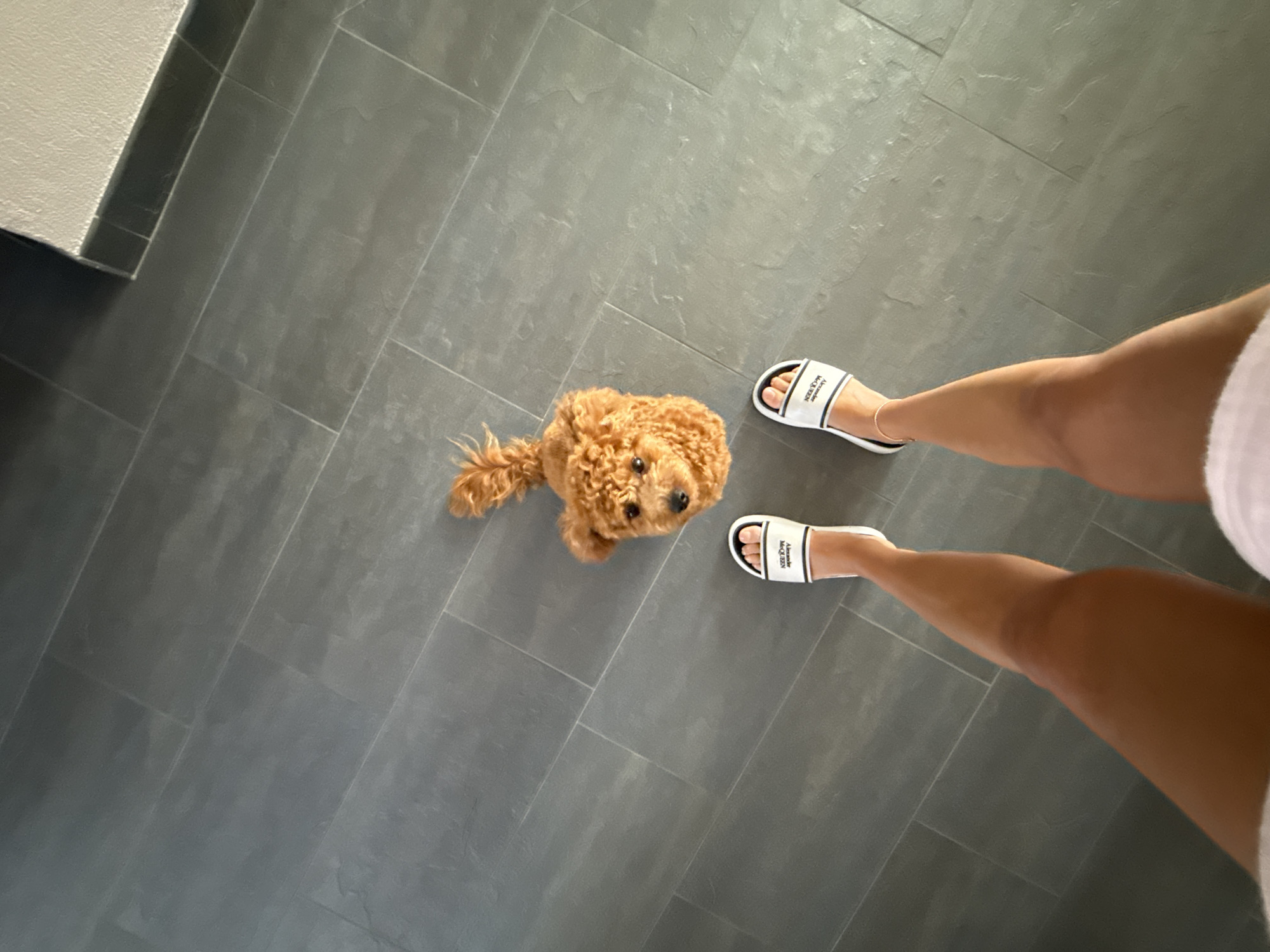 In Marum, Netherlands, a low-angle shot captures a person standing on a grey tiled floor, wearing white slides with black lettering. Beside the person's feet, a small, curly-haired brown dog looks up inquisitively. The floor tiles are laid in a staggered pattern, and a light-colored wall with a dark trim is visible in the upper right corner.
