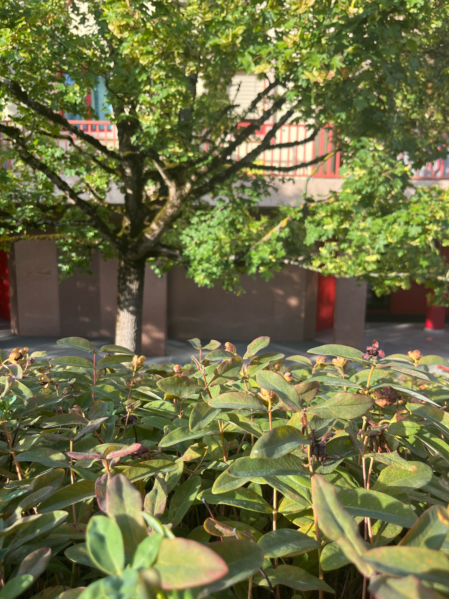 In Geneva, Switzerland, an outdoor scene features a mature tree with dense green foliage in the background, its branches reaching across the frame. Behind the tree, a building with red trim and windows is visible. In the foreground, a close-up shot focuses on a dense bush with numerous green leaves and some reddish-brown hues. The lighting suggests it is daytime, with sunlight casting shadows and highlighting the textures of the leaves and bark.