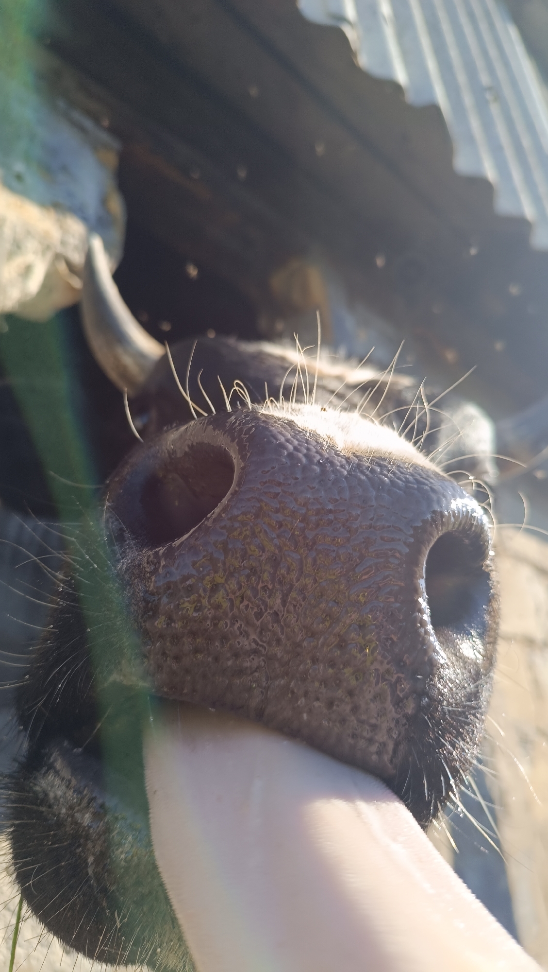 A close-up, low-angle shot captures a buffalo's wet, dark brown snout being licked by a person's pale pink tongue. The snout has visible pores and stiff white hairs. In the background, out of focus, are parts of a corrugated metal roof and some rough-hewn wood, suggesting an outdoor enclosure or shelter. Sunlight glints off the snout and creates lens flare. The overall environment appears rustic and possibly rural. There is no visible indication of the city of Karsha, Russia.
